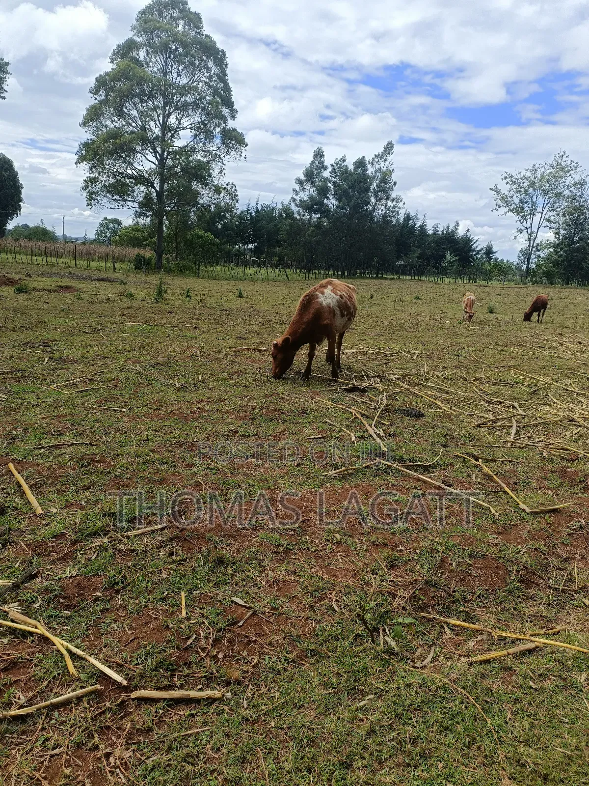 Eldoret 1⁄2 Acre Piece of Land on Sale at Eldoret OUTSPAN in Eldoret CBD