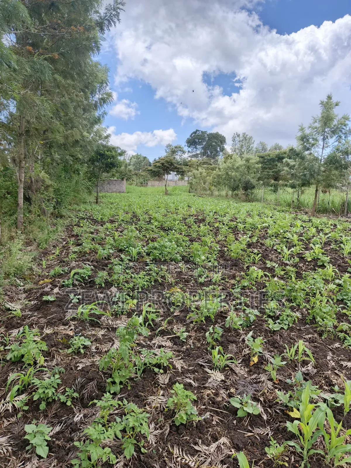 1/8 Olkeri Matasia in Ol Keri