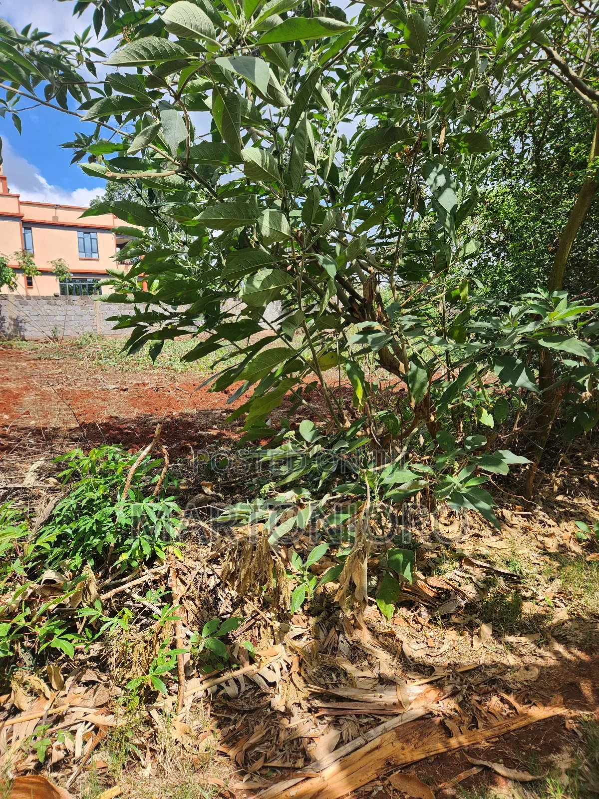 Westwood ( Karangaita)Estate in Thika