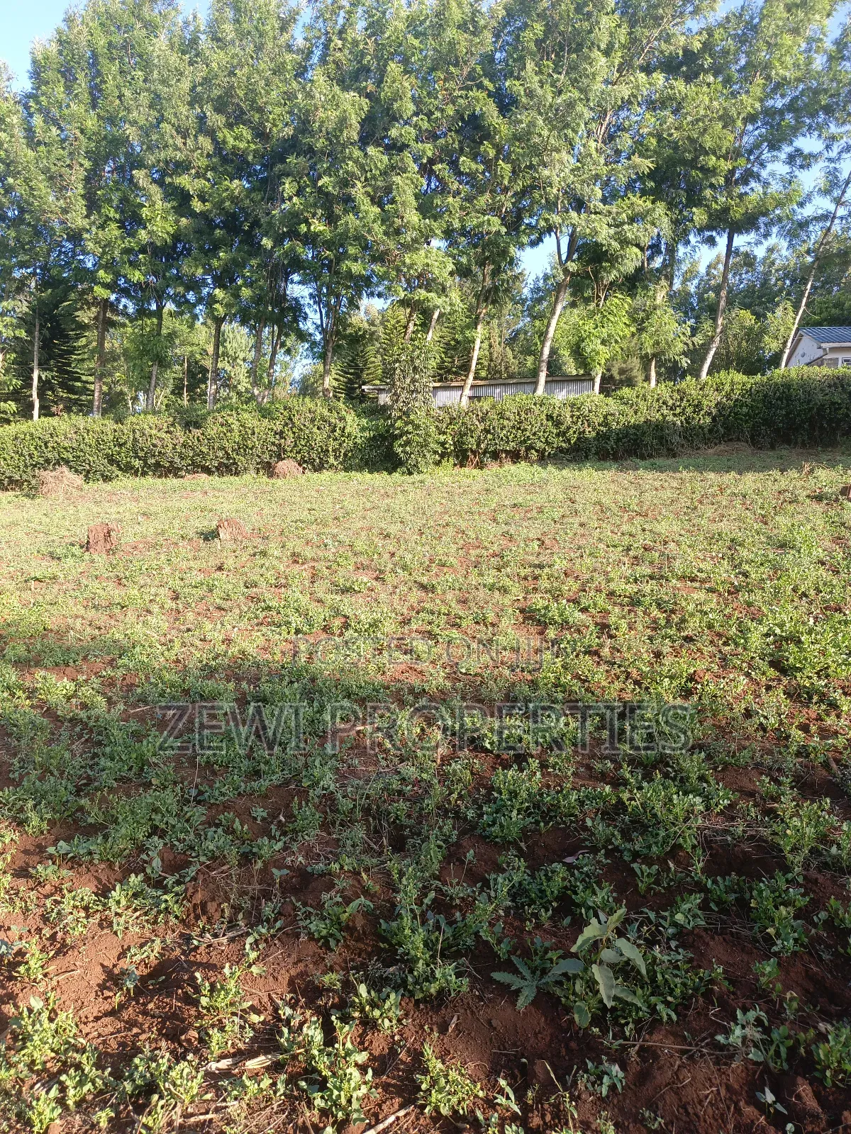 Half Acre Kibiku in Kibiku