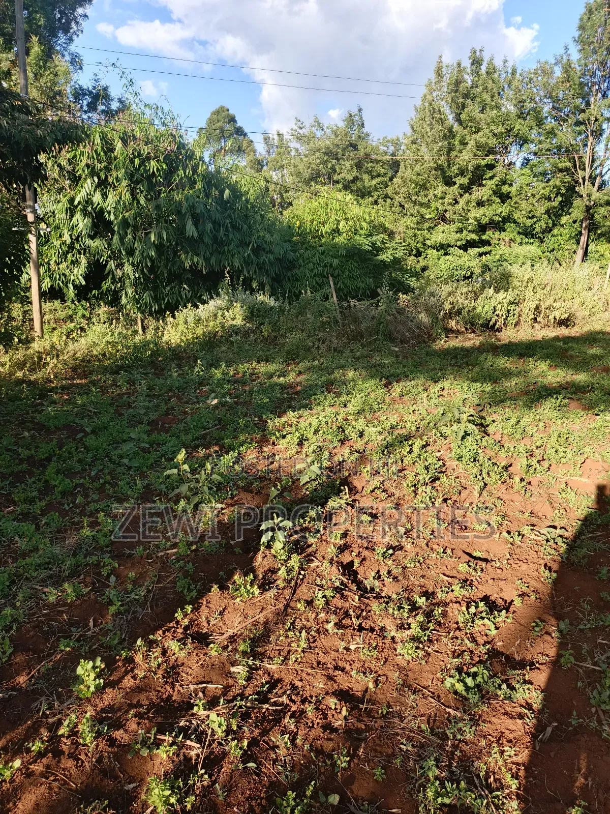 Half Acre Kibiku in Kibiku