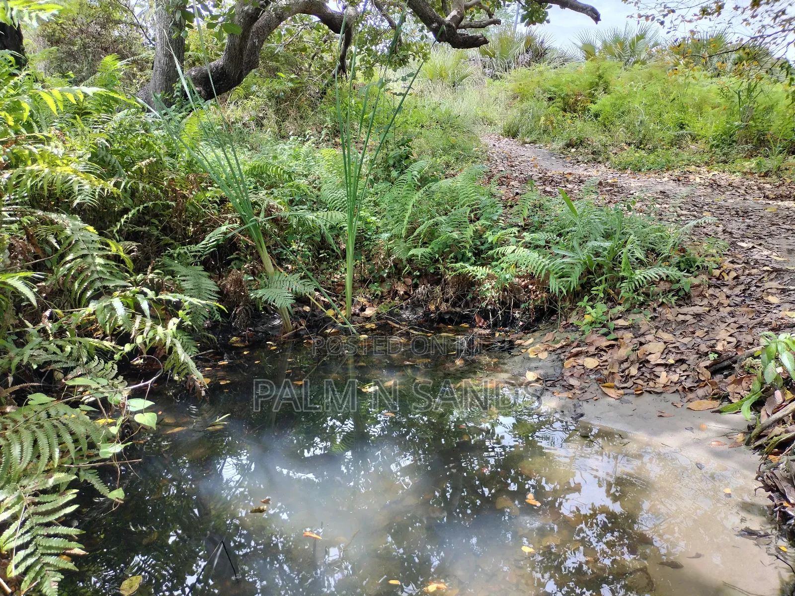 36 Acre Farmland on Sale in Mabokoni! in Kubo South