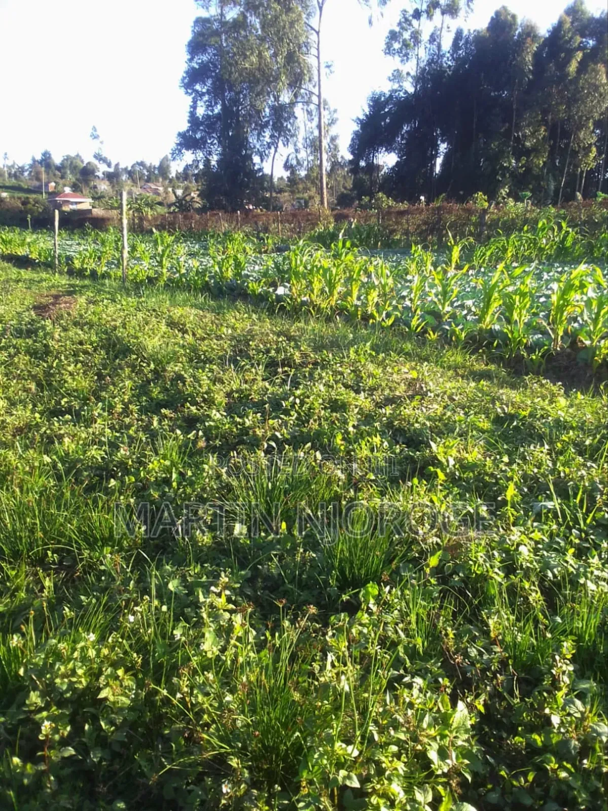 1 Acre Ngarariga in Bibirioni