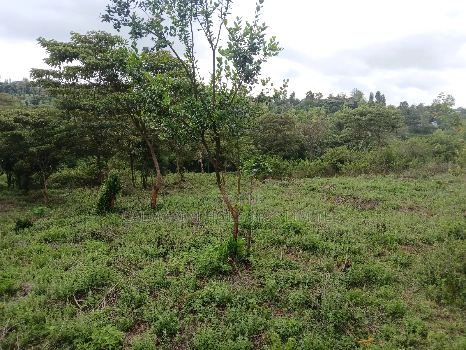 Prime Redsoil Half Acre Plot at Karen View, Matasia in Matasia