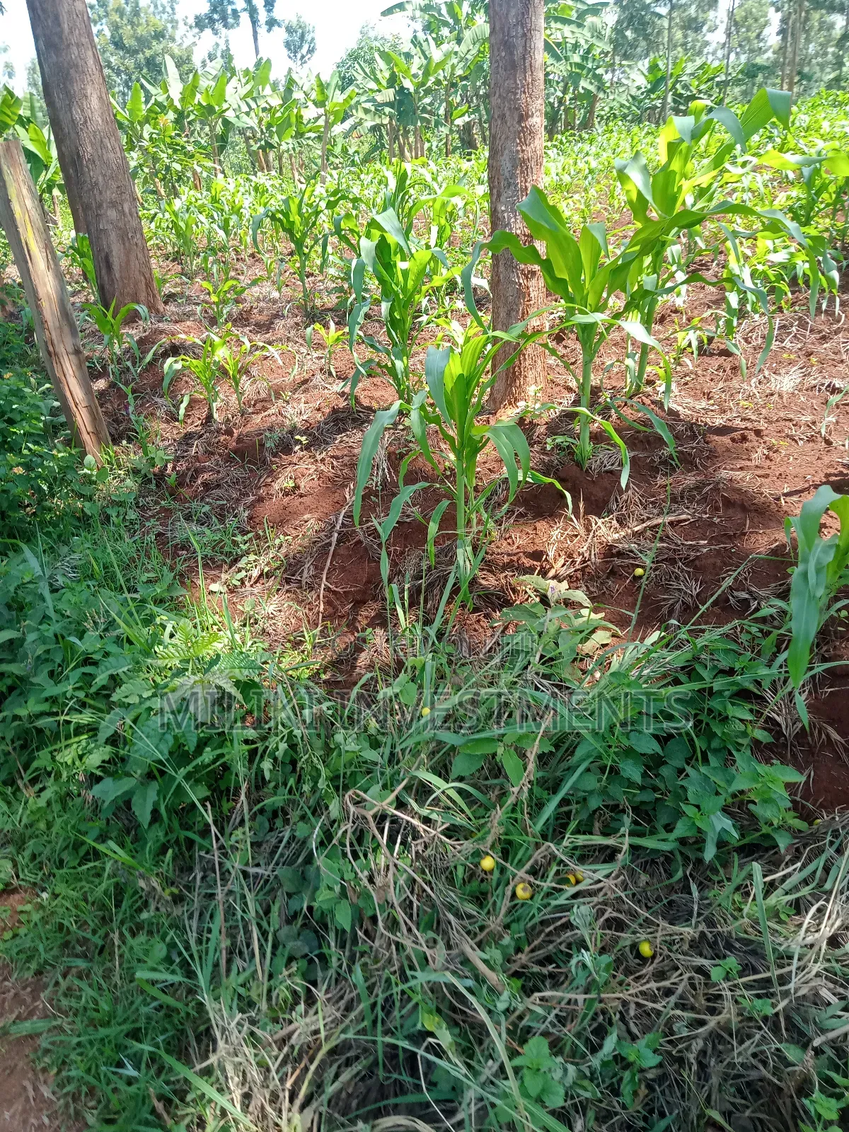 1.6 Acres Land on Sale at Makenji in Kimorori/Wempa