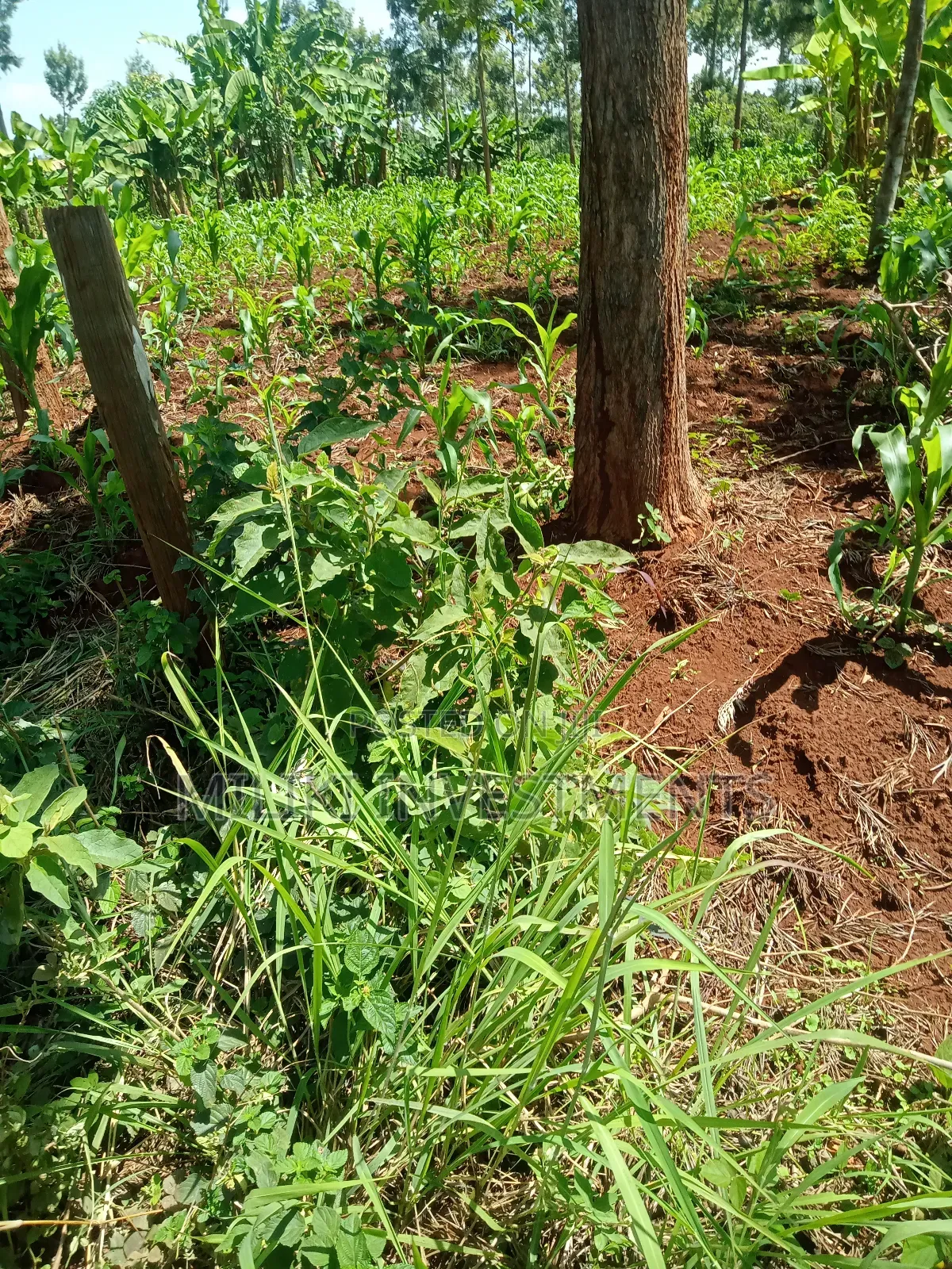 1.6 Acres Land on Sale at Makenji in Kimorori/Wempa