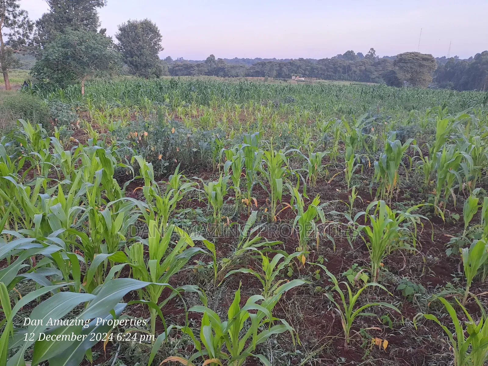 14 Acres Kerarapon Drive for Sale as Block 200mts FRM Tarmac in Kerarapon