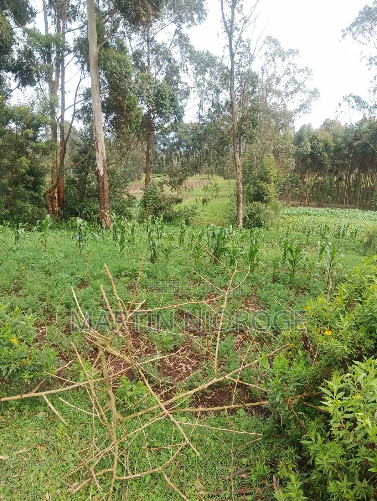 5 Acres Mwendandu in Magumu