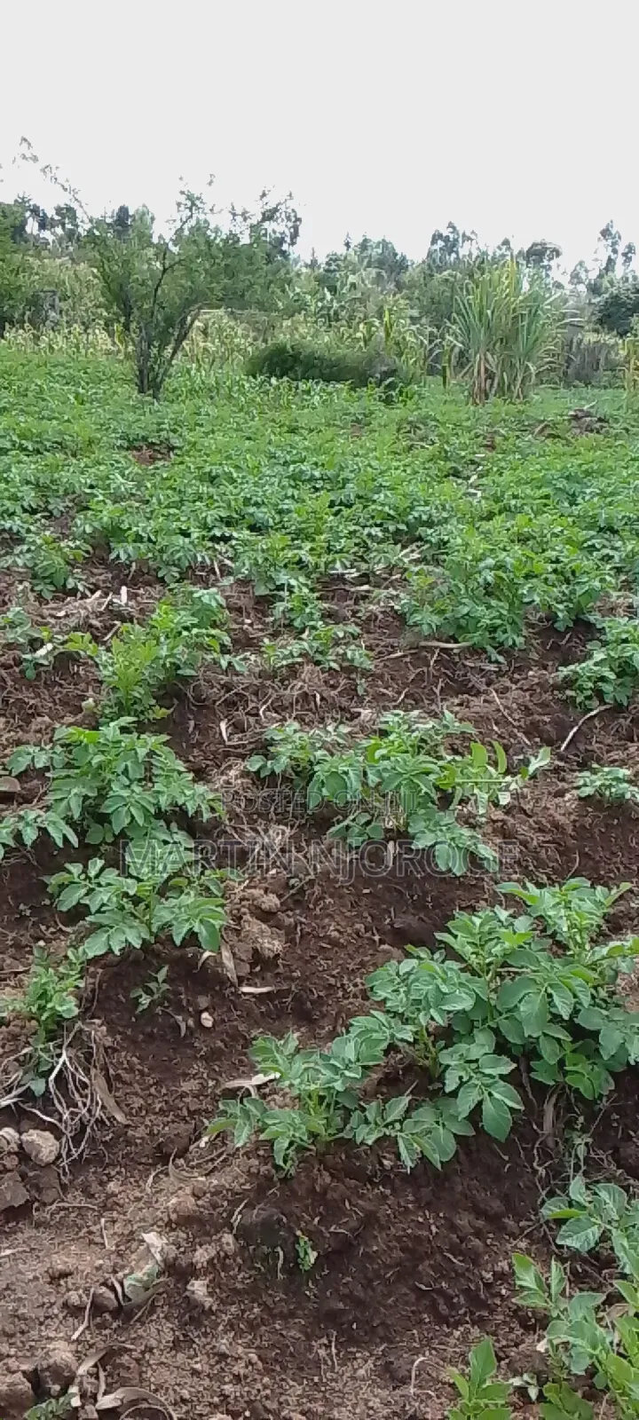 1⁄2 Acre Mwendandu in Magumu