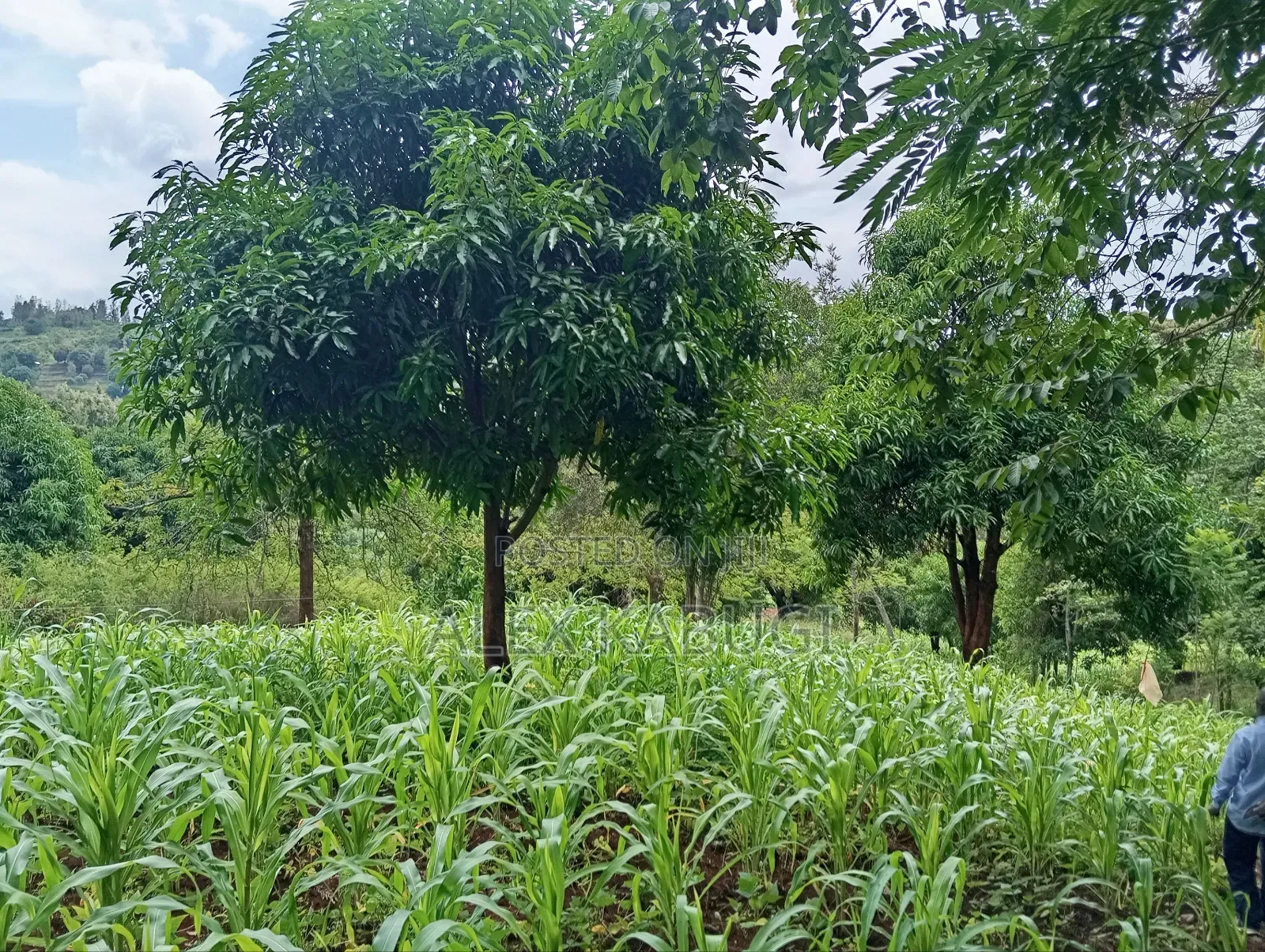 Murang'a Land for Sale in Saba Saba