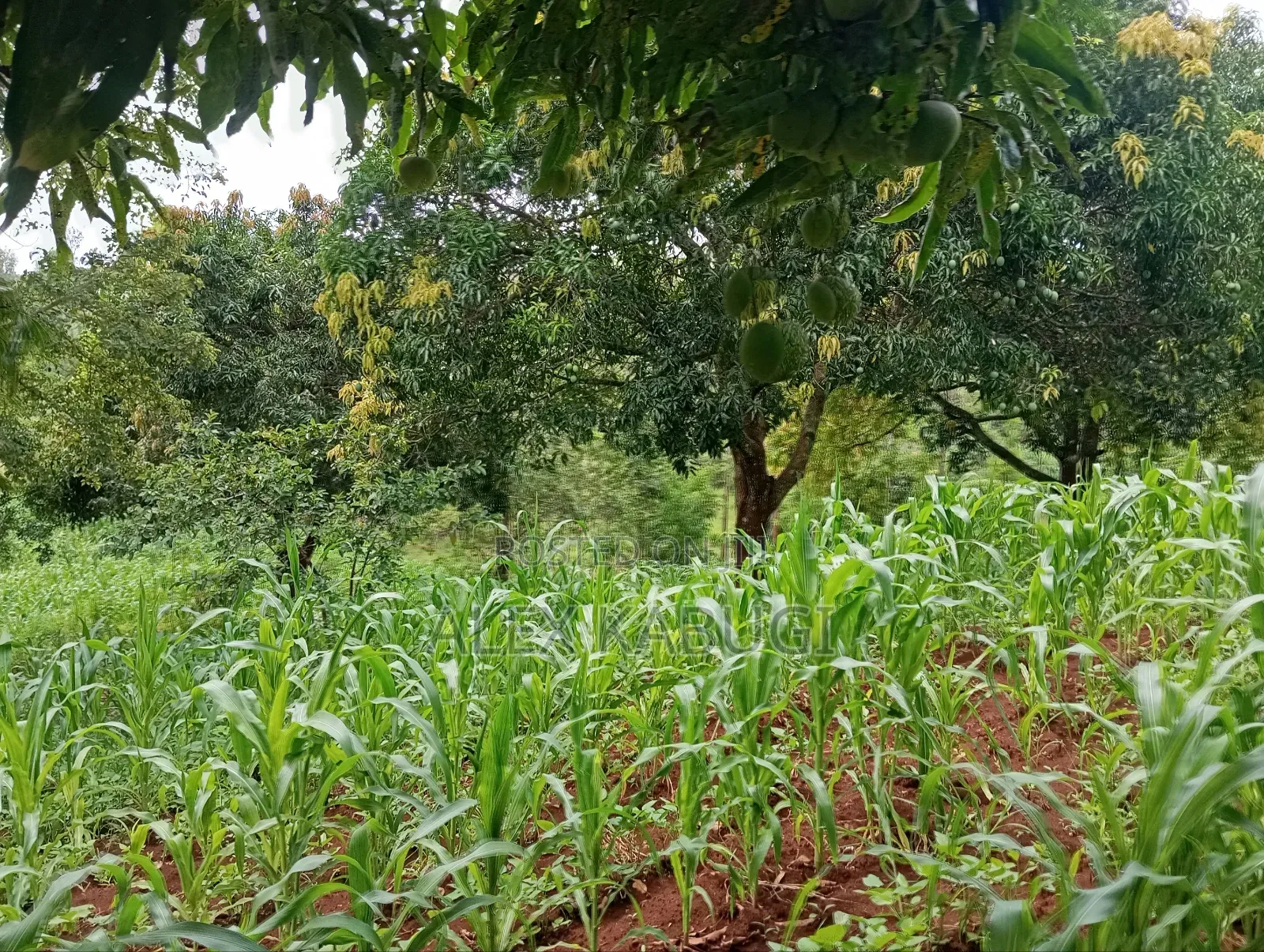 Murang'a Land for Sale in Saba Saba