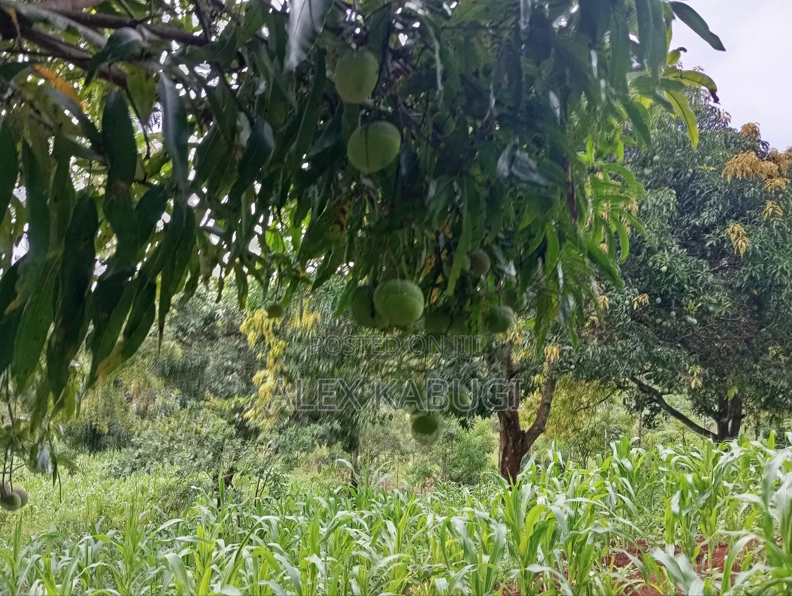 Murang'a Land for Sale in Saba Saba