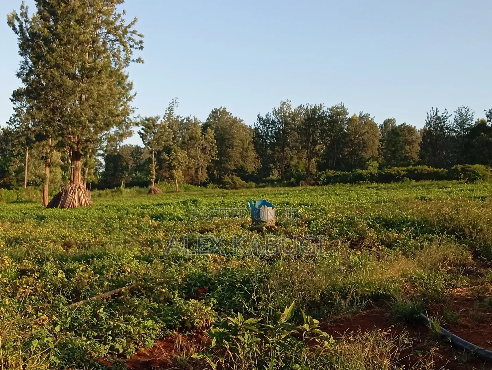 Land for Sale Maragua Pioneer in Nginda
