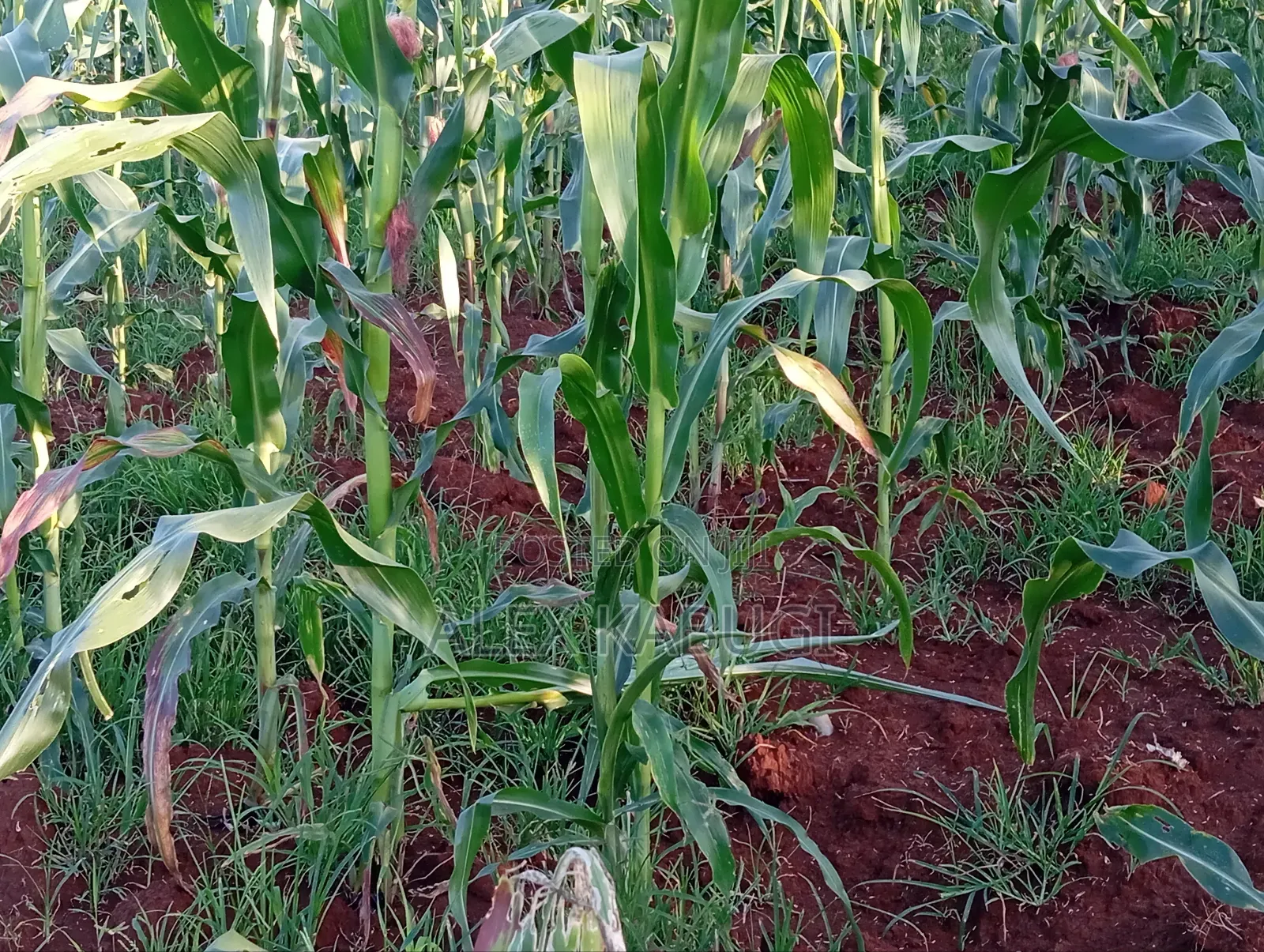 Land for Sale Maragua Pioneer in Nginda