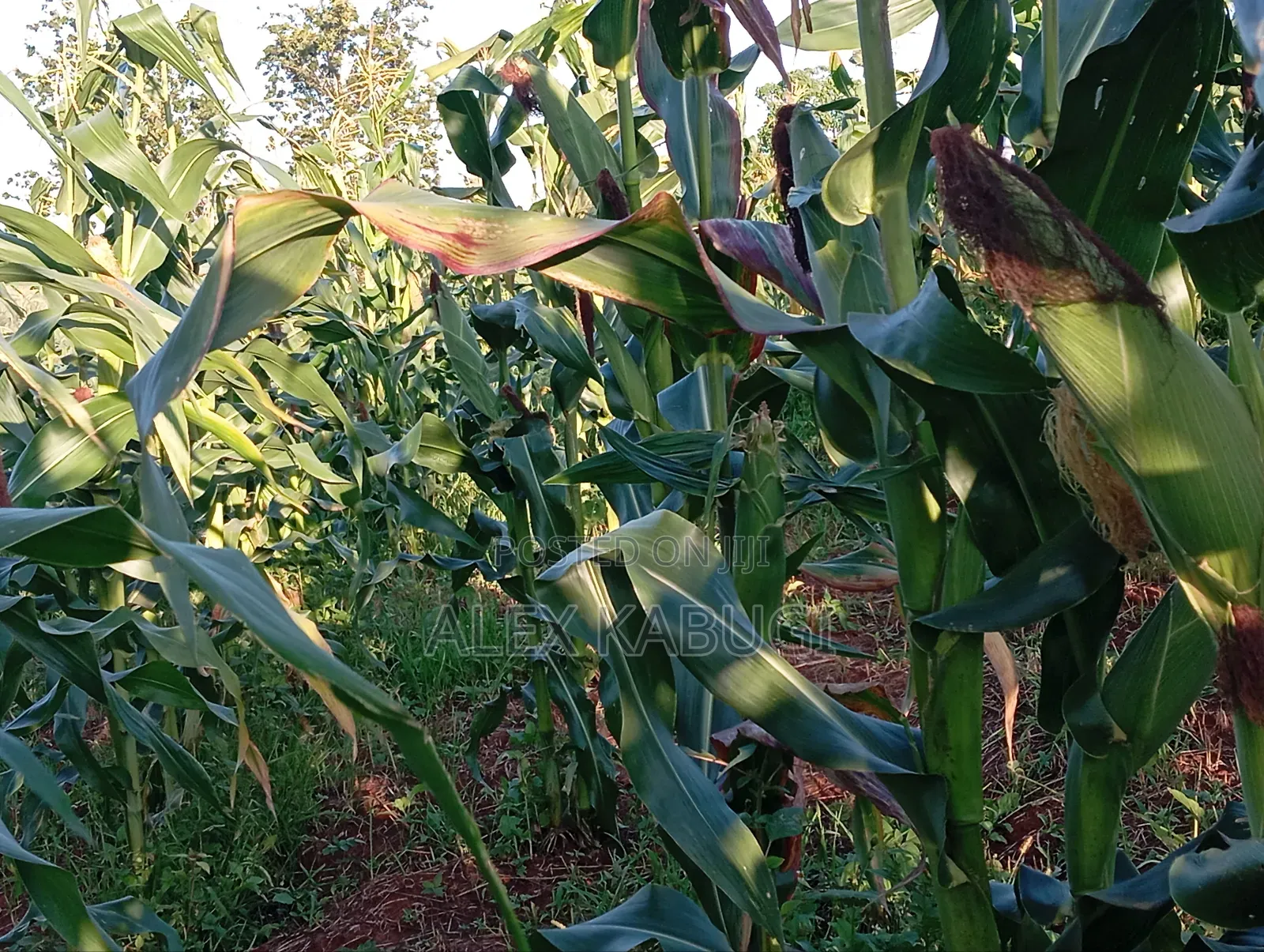 Land for Sale Maragua Pioneer in Nginda