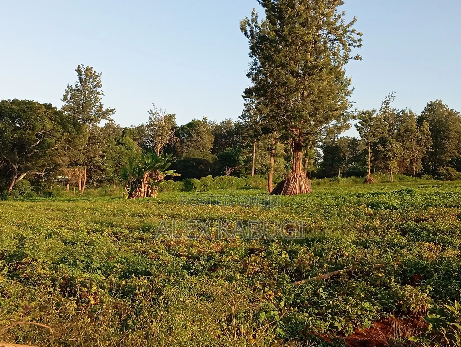 Land for Sale Maragua Pioneer in Nginda