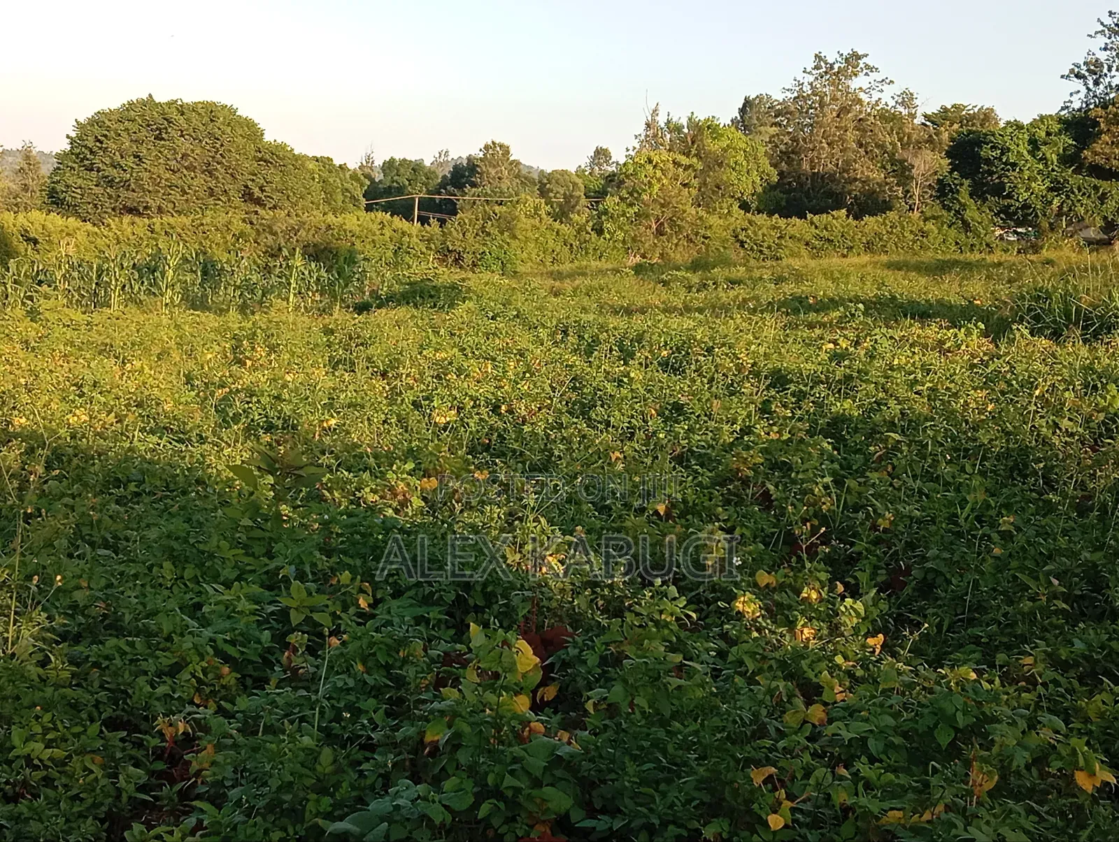Land for Sale Maragua Pioneer in Nginda