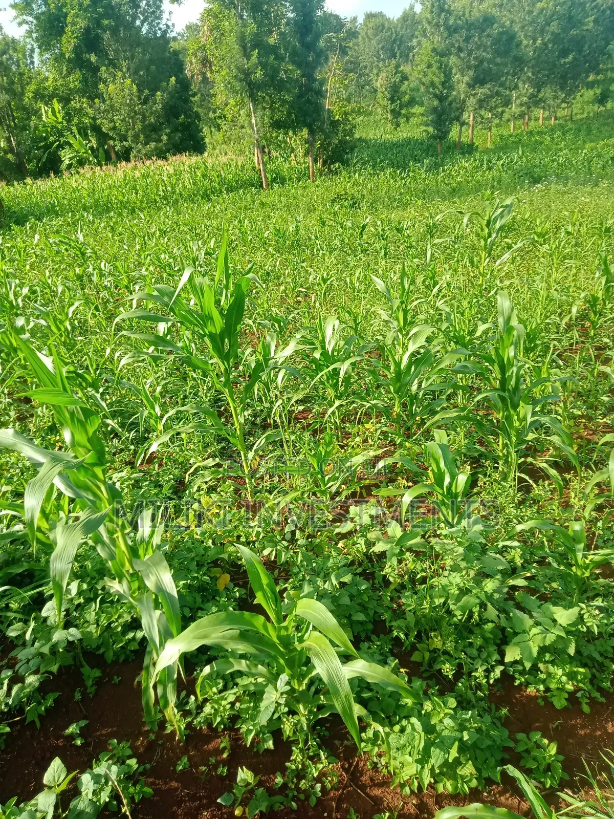 1 Acre Piece of Land on Sale at Maragua in Nginda
