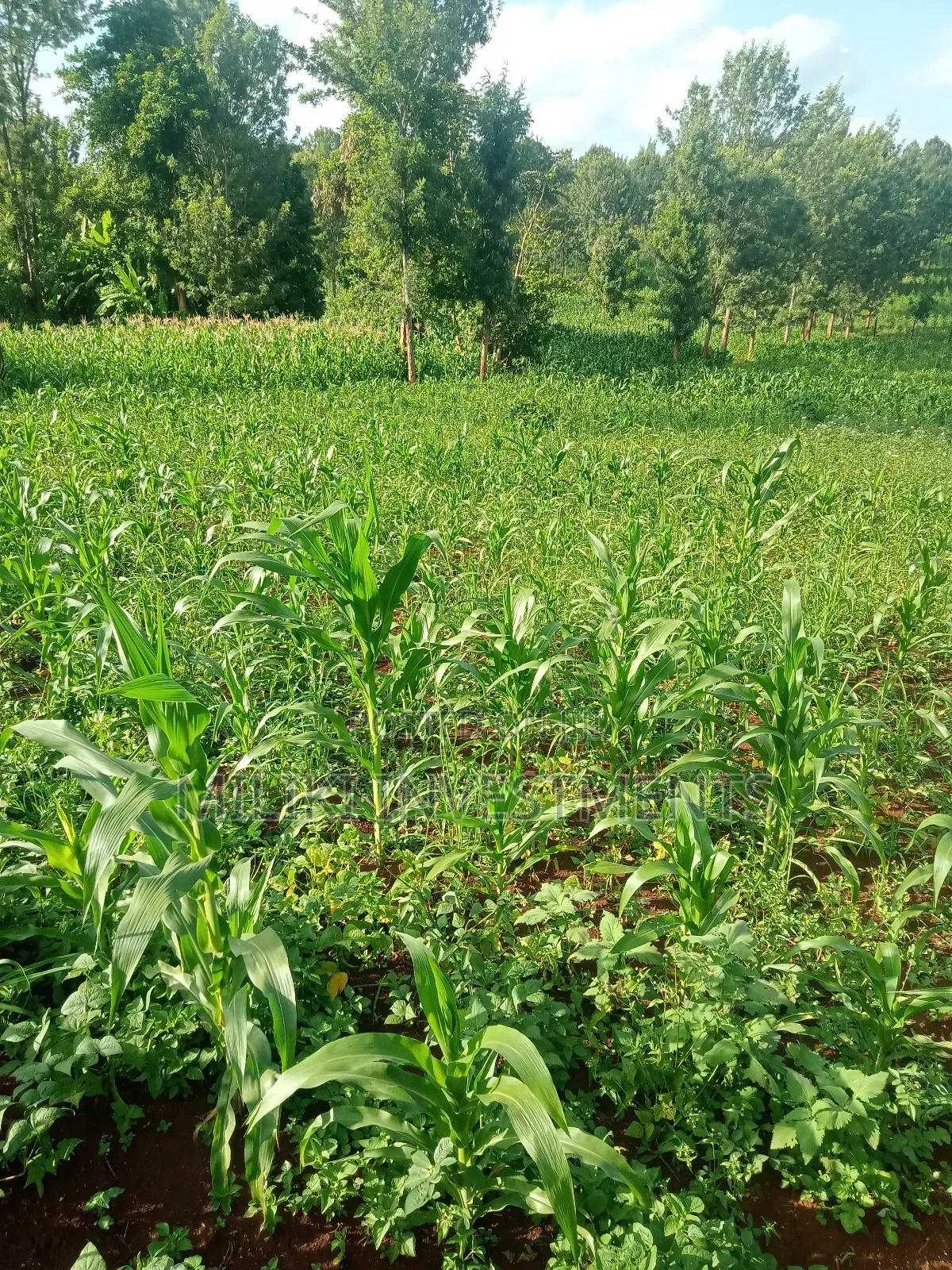1 Acre Piece of Land on Sale at Maragua in Nginda