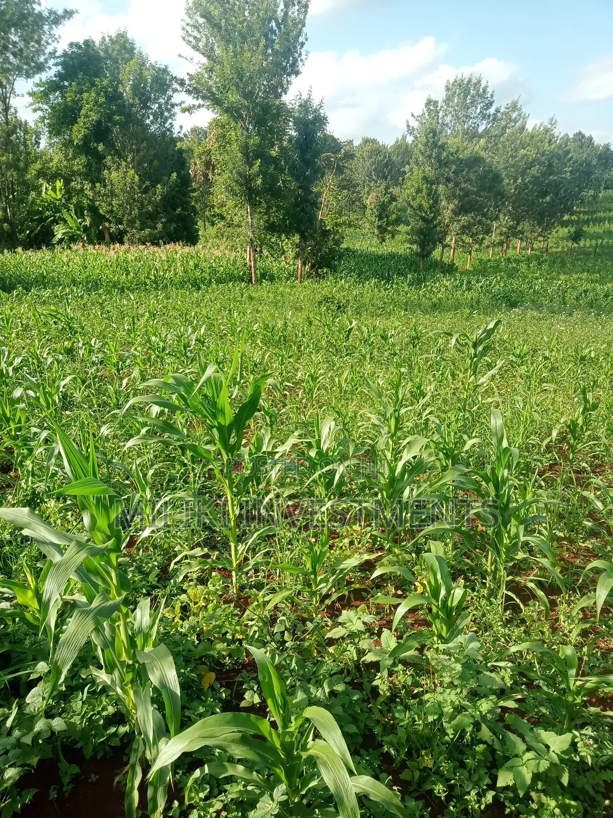 1 Acre Piece of Land on Sale at Maragua in Nginda