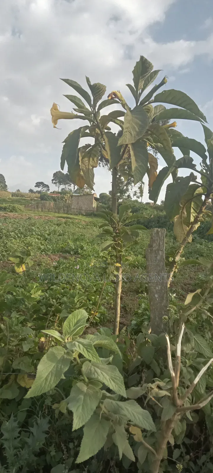Land on Sale at Flyover Kinangop in Magumu