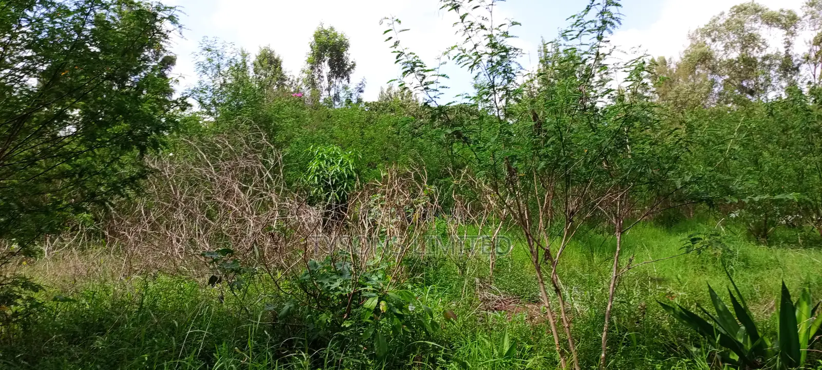 Residential Land in Thome in Thome