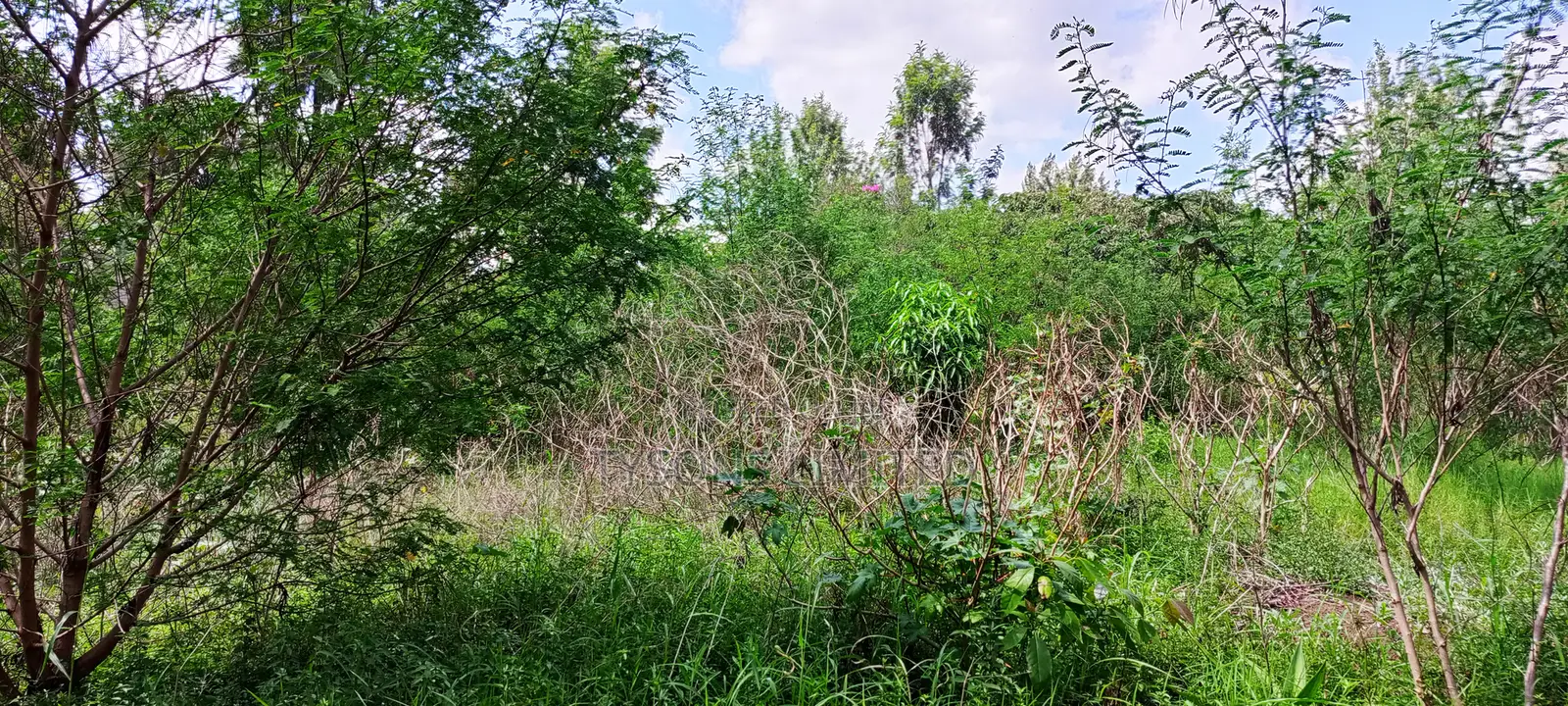 Residential Land in Thome in Thome