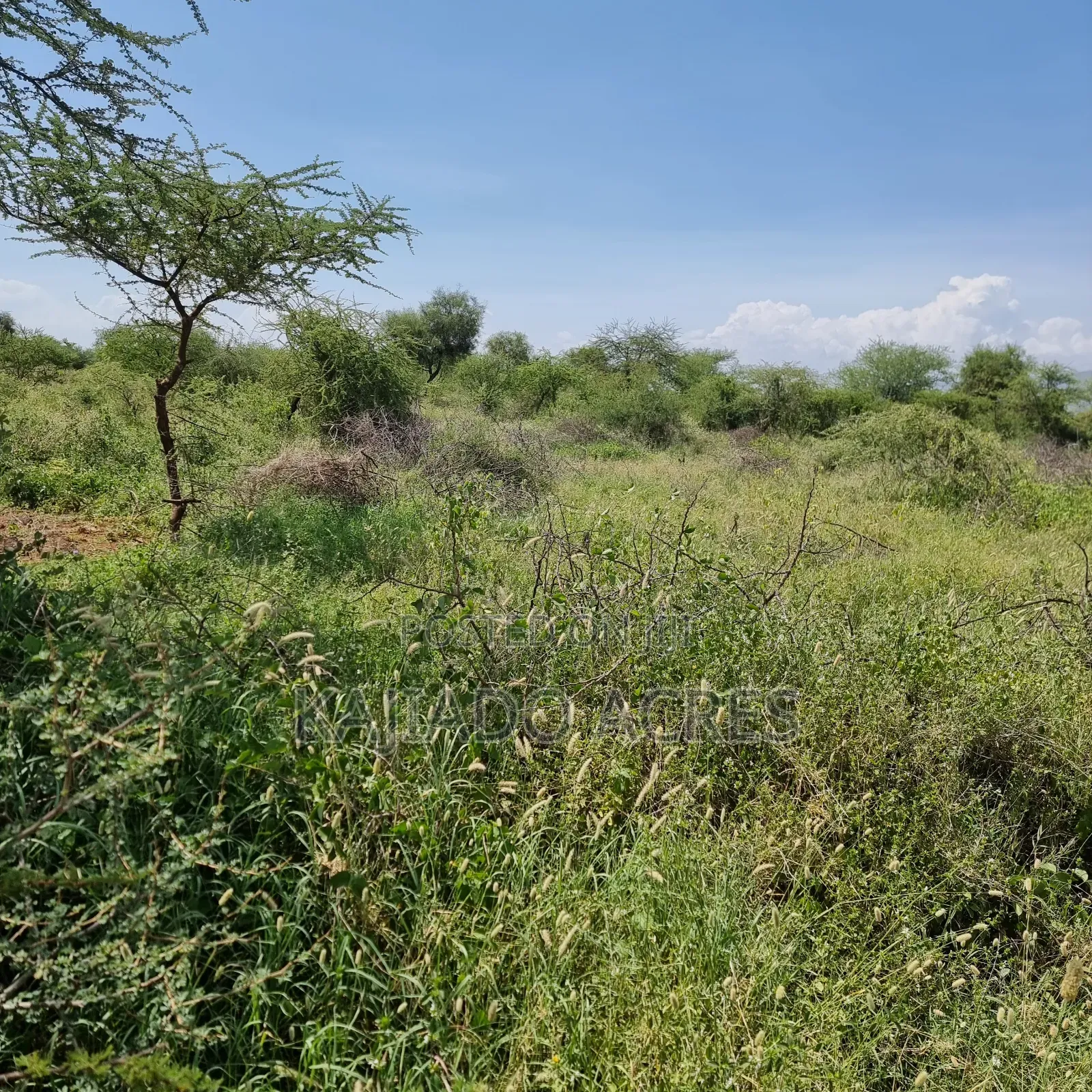 Priced to Go 16 Acres Olentoko at Per Acre in Ewaso Kendong