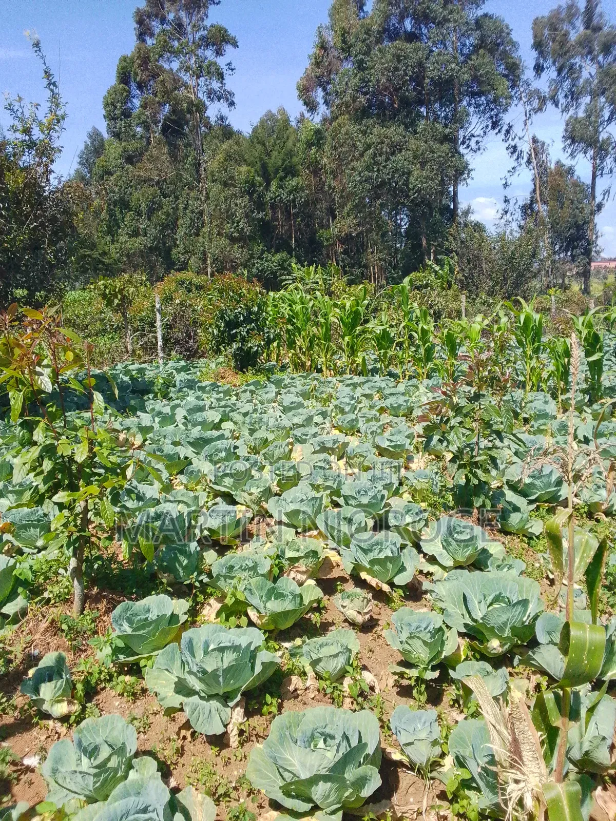 1⁄4 (100 by 100) Ihindu Market in Naivasha East