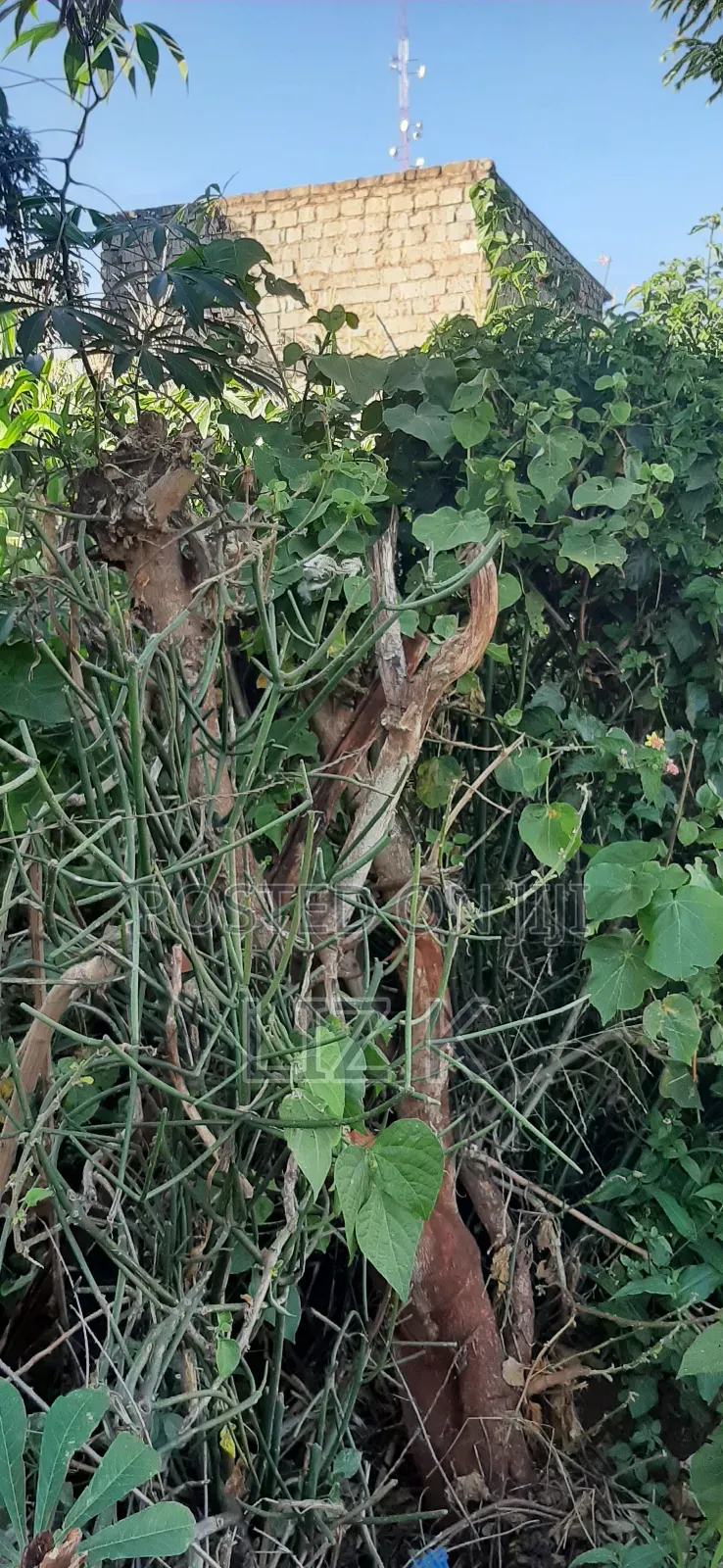 Plot for Sale in Mugutha Opposite Pcea Mukuyu Church. in Ruiru