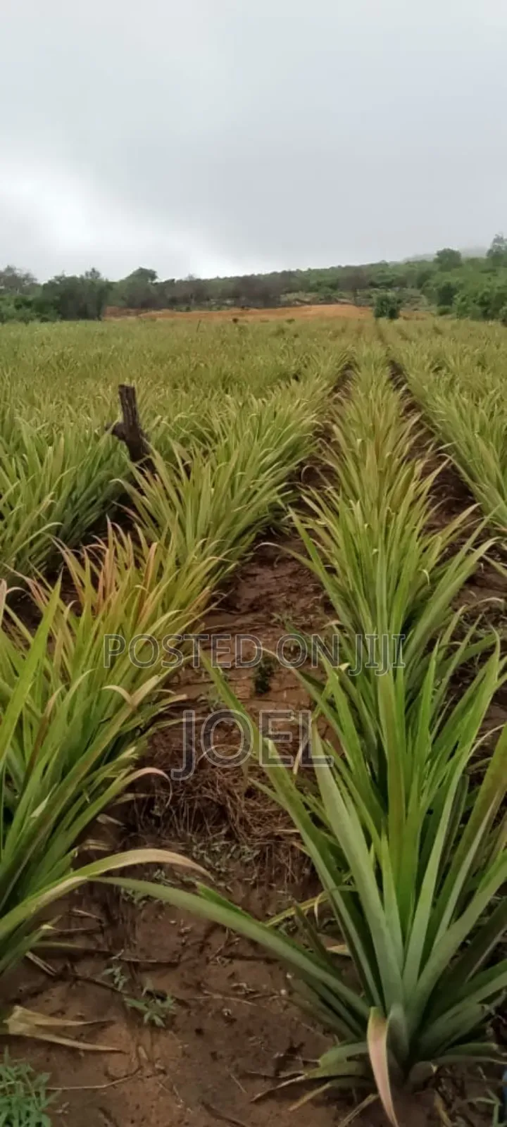 45 Acres of Land with Ready Title Deed in Malindi for Sale in Town Centre