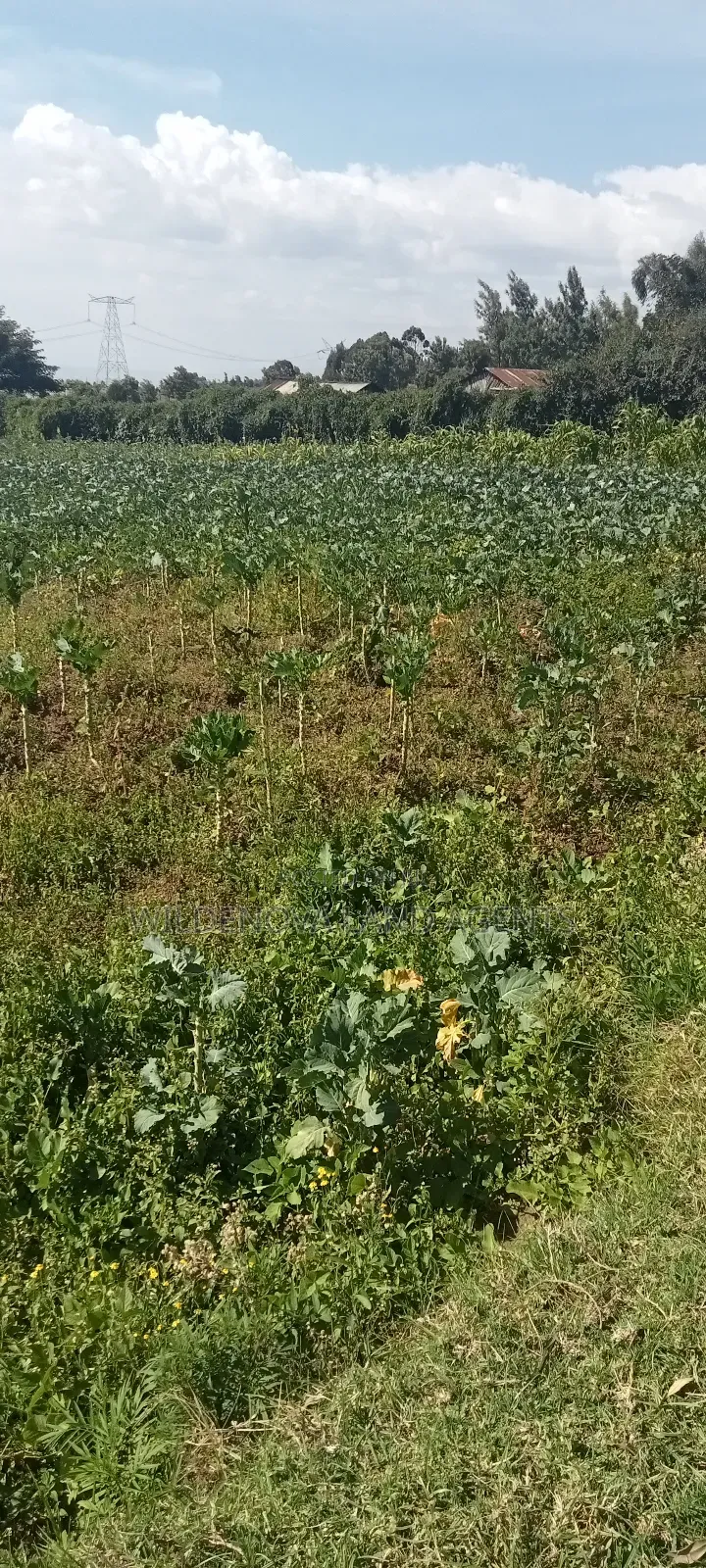 Land on Sale at Kinungi Naivasha in Biashara