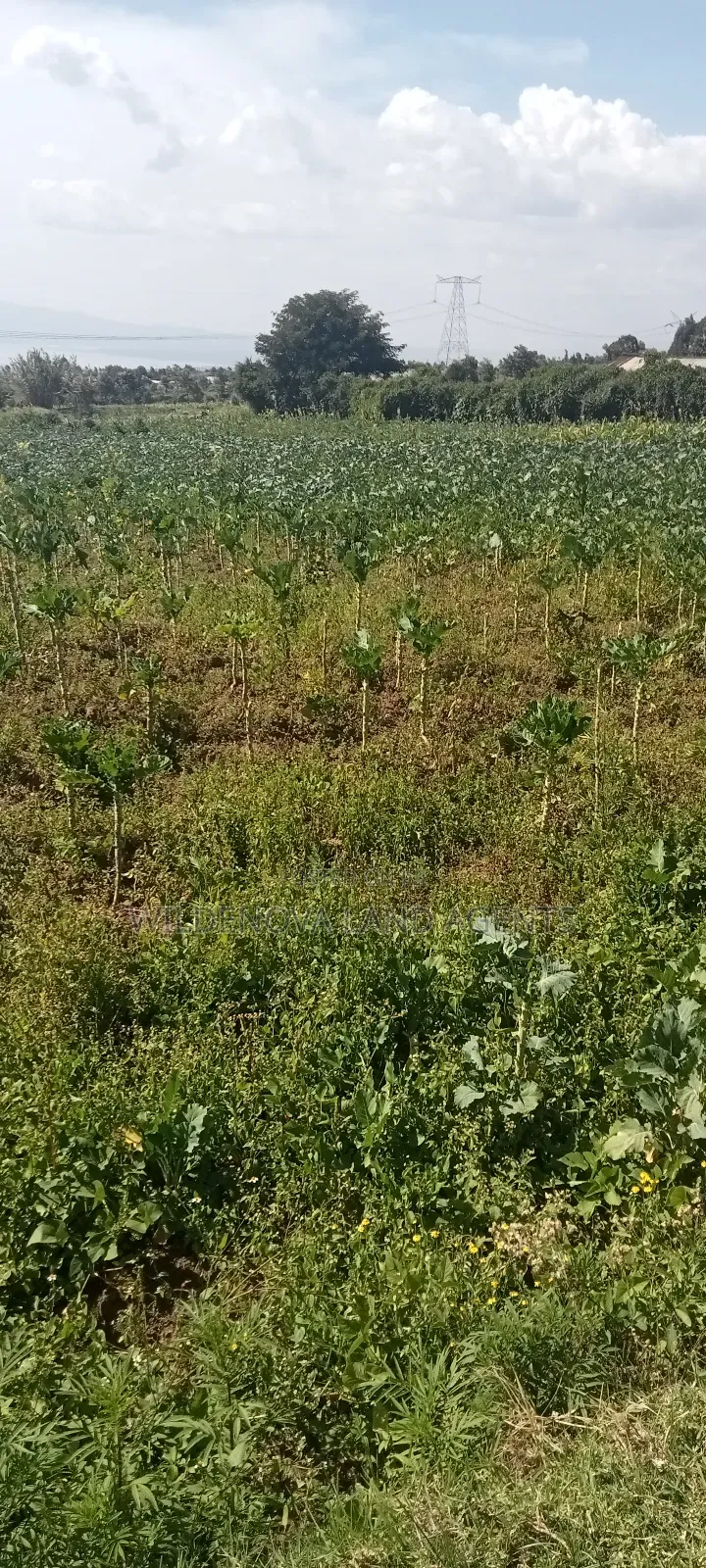 Land on Sale at Kinungi Naivasha in Biashara