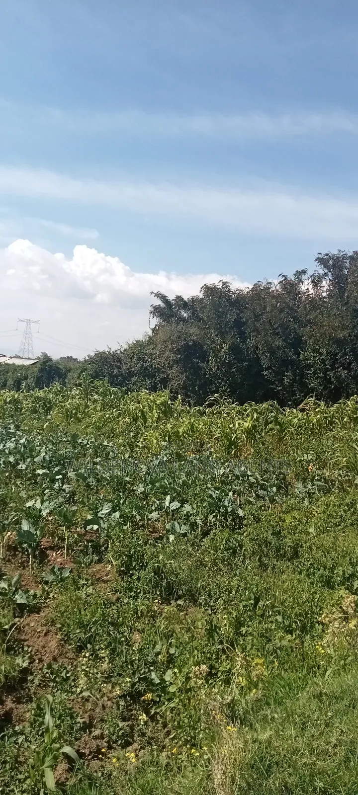 Land on Sale at Kinungi Naivasha in Biashara