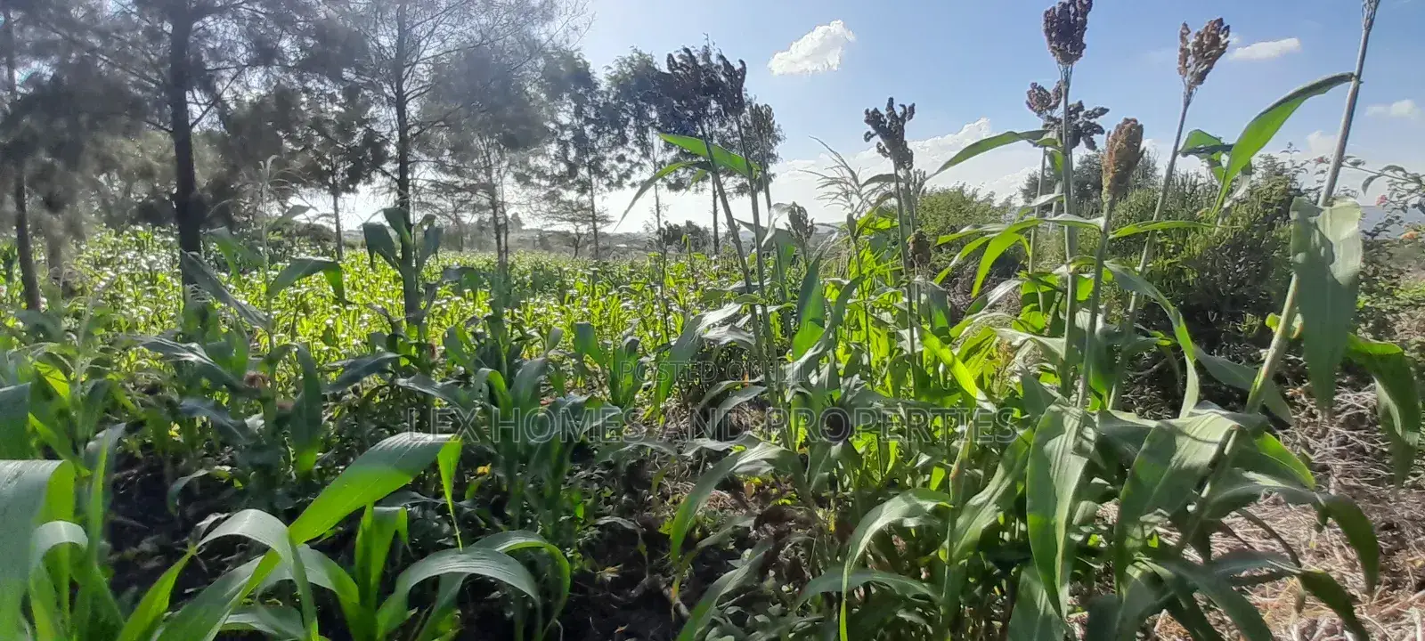 Quarter of an Acre at 3.5m in Kiserian