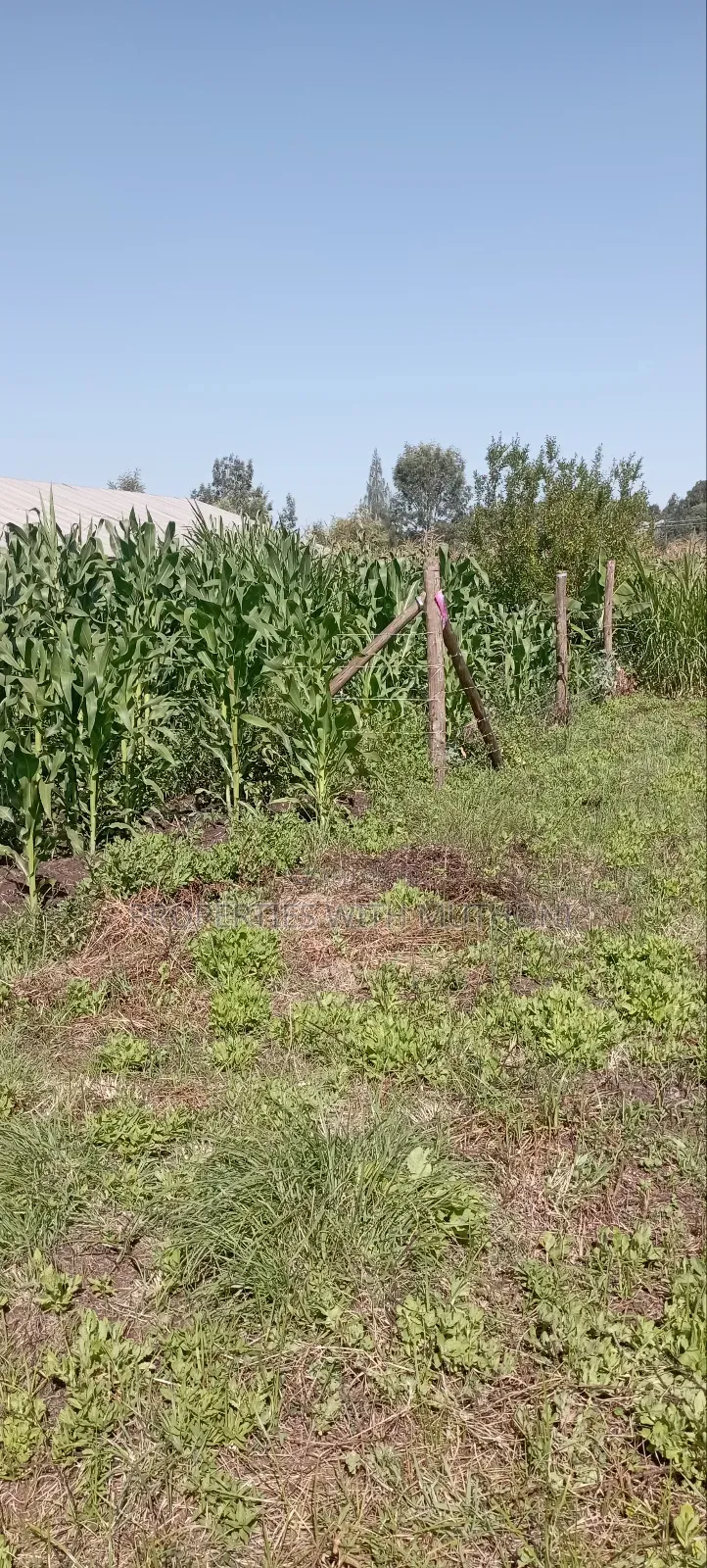 50×100 Plots for Sale in Matasia, Kiserian. in Matasia