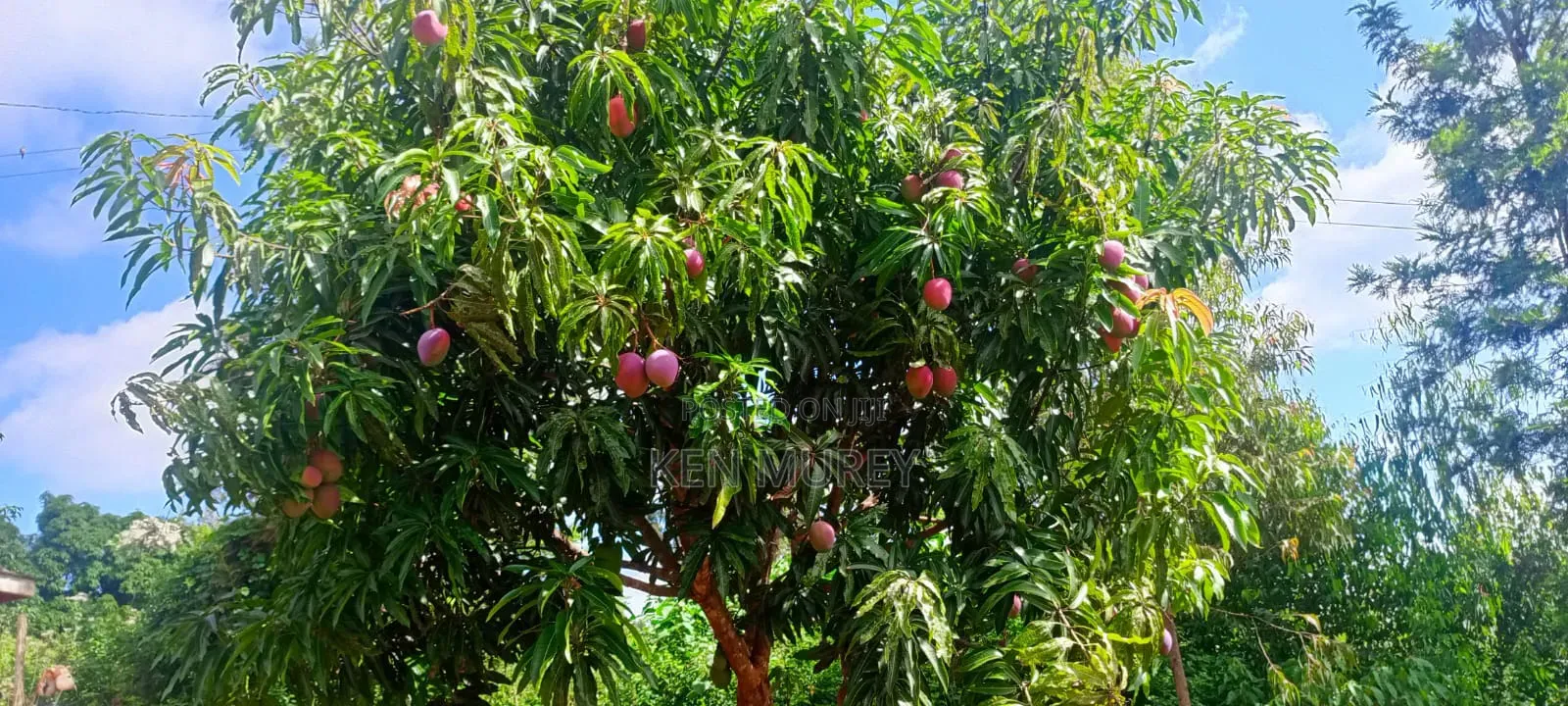 50x100 Sagana Plot in Kiine