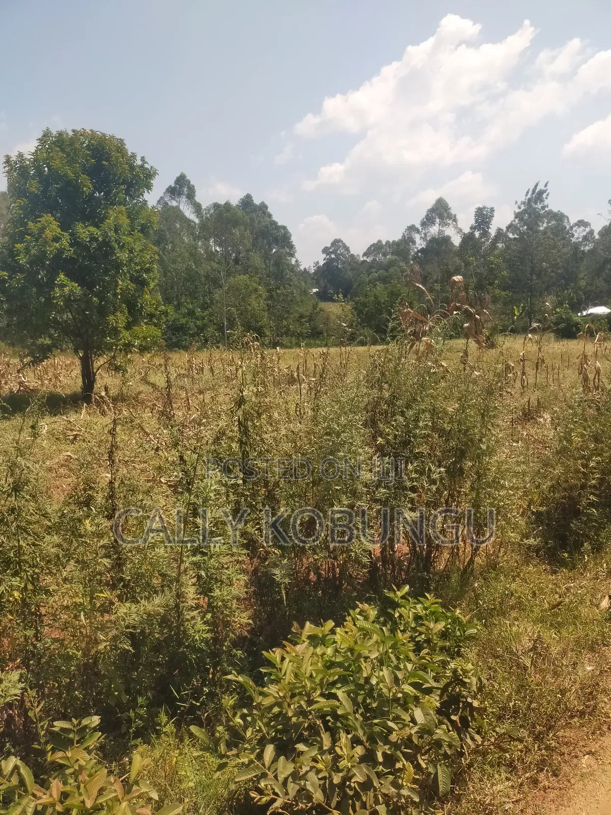 2.5 Acres in Kakamega, Shirere in Butsotso Central