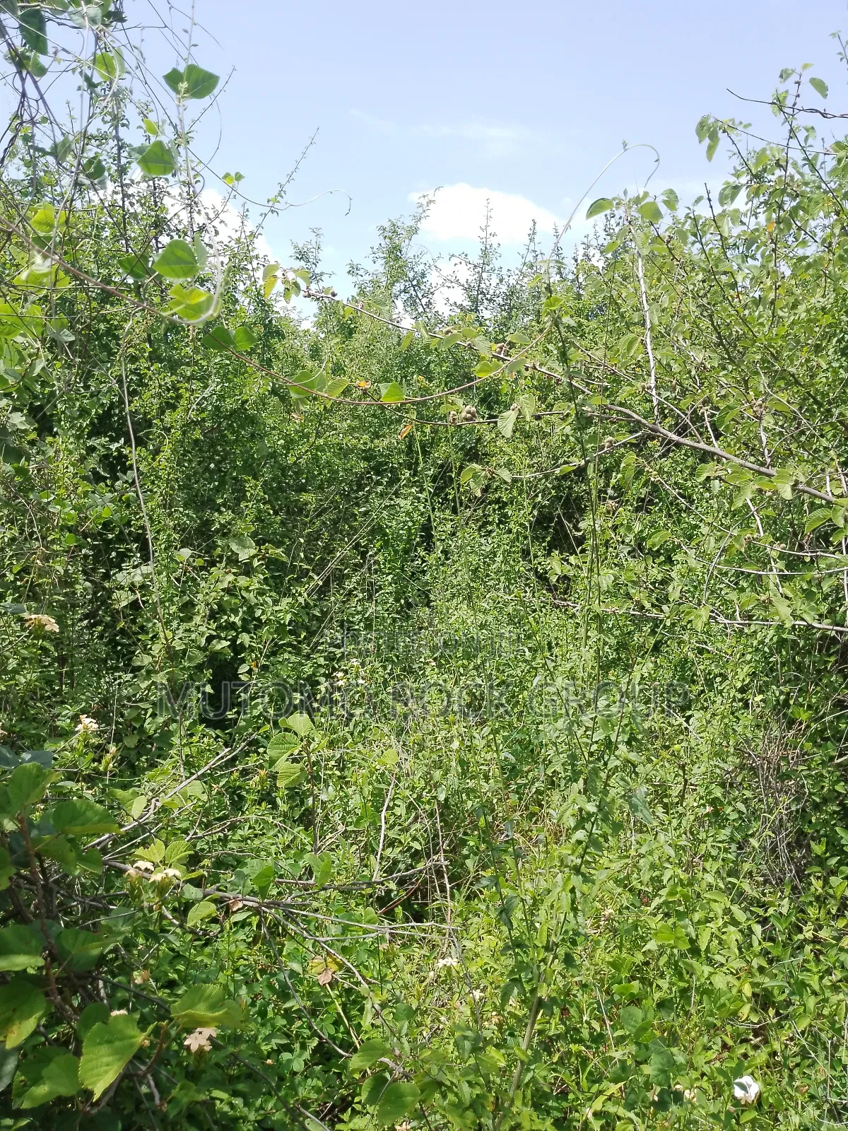 46 Acres With Title in Mutomo