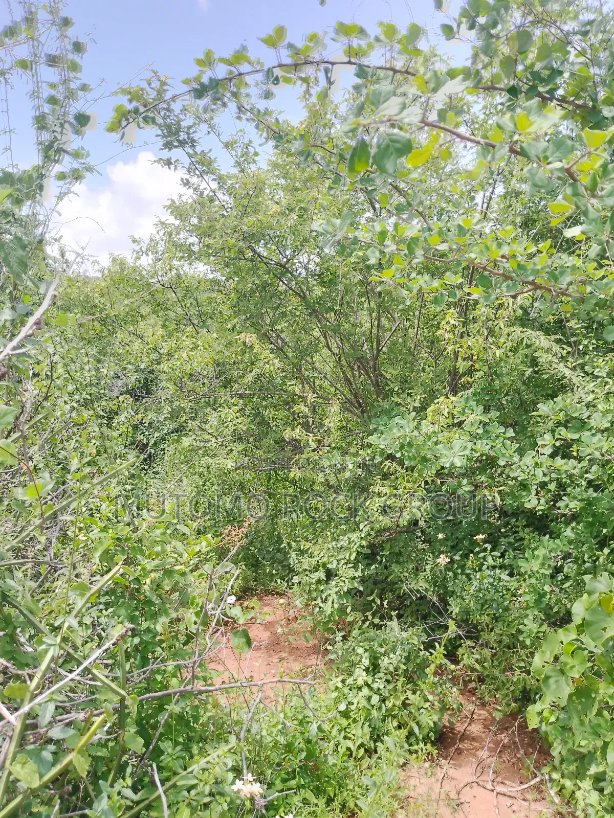 46 Acres With Title in Mutomo