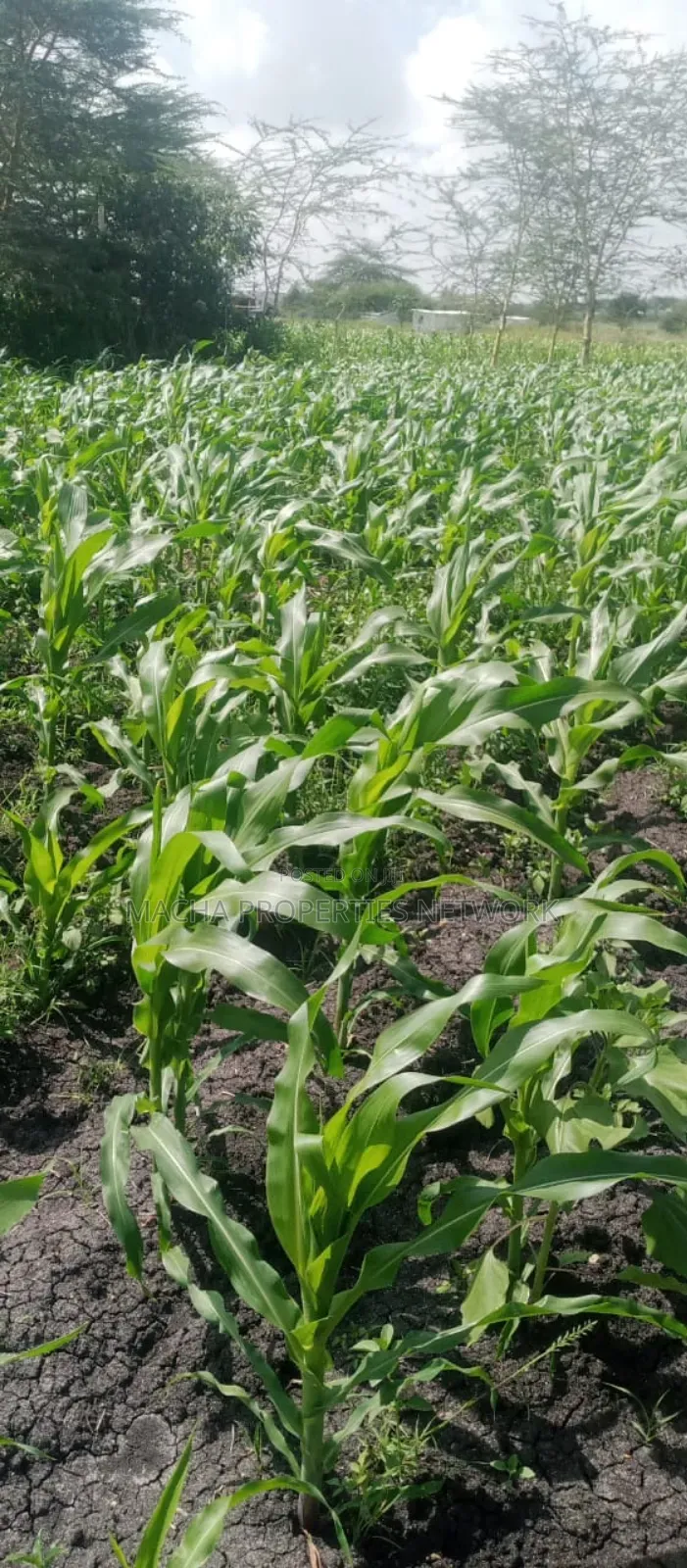 Machakos Vota 1 Acre on Sale in Machakos Town