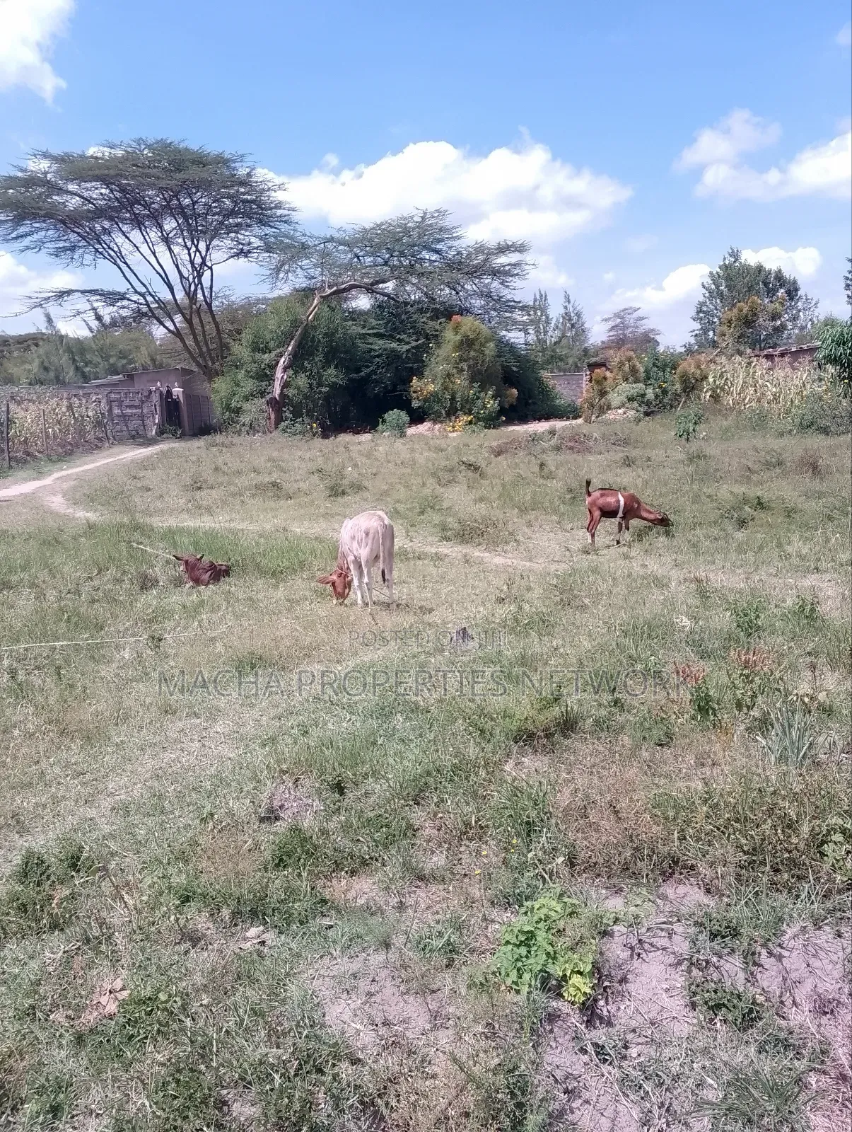 Plot 50 by 100ft -Machakos Kangundo Rd -Kwangongo in Machakos Town