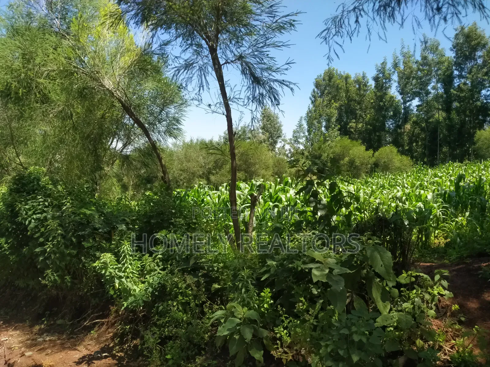 Quarter Acre Plot in Ngong Along Lemiso Road Near Tarmac in Ngong