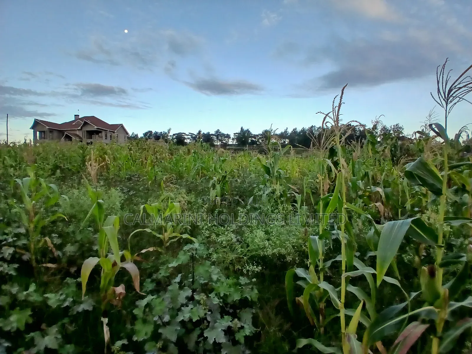 Prime 100 by 100 Plot in Upper Matasia Gated Neighborhood in Matasia