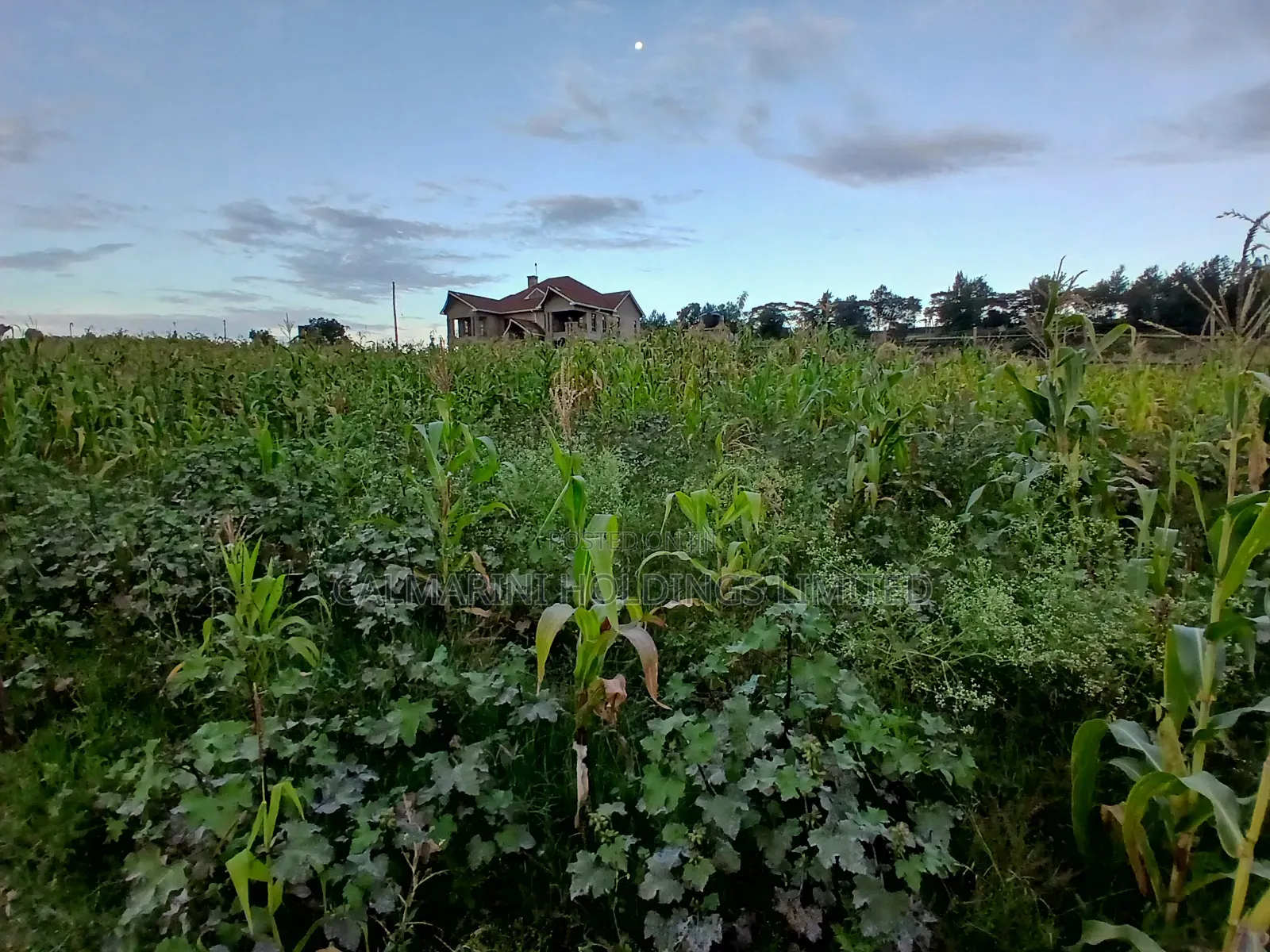Prime 100 by 100 Plot in Upper Matasia Gated Neighborhood in Matasia
