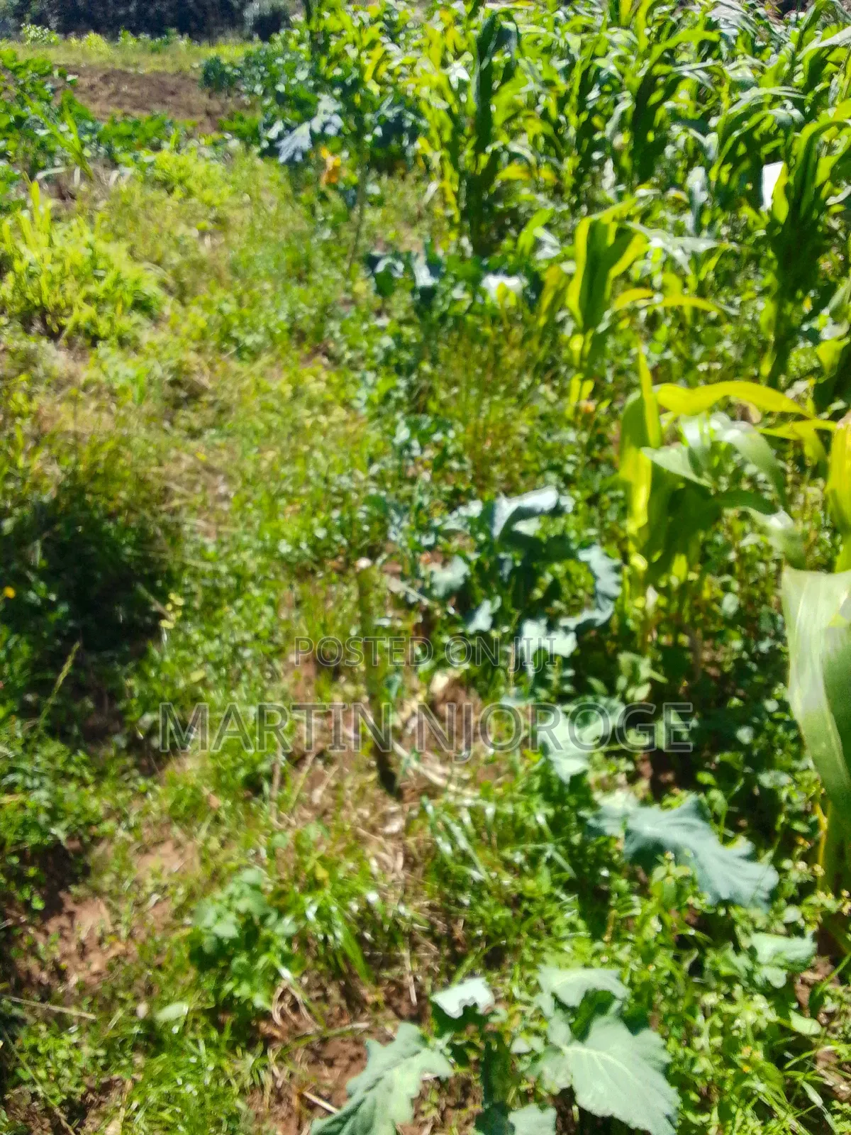 3⁄4 Magina, Mbau Ini Area in Lari/Kirenga