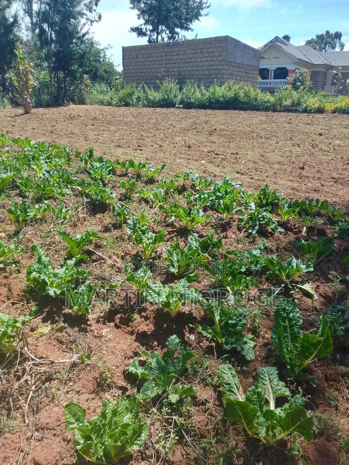 1.5-acre land available in Nyambari, Uplands in Lari/Kirenga