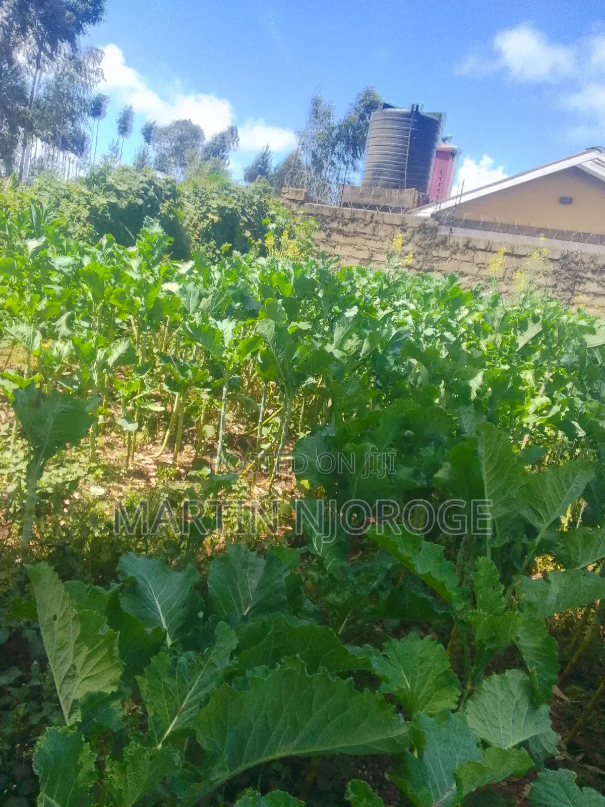 1⁄2 Acre Nyambari, Lari in Lari/Kirenga