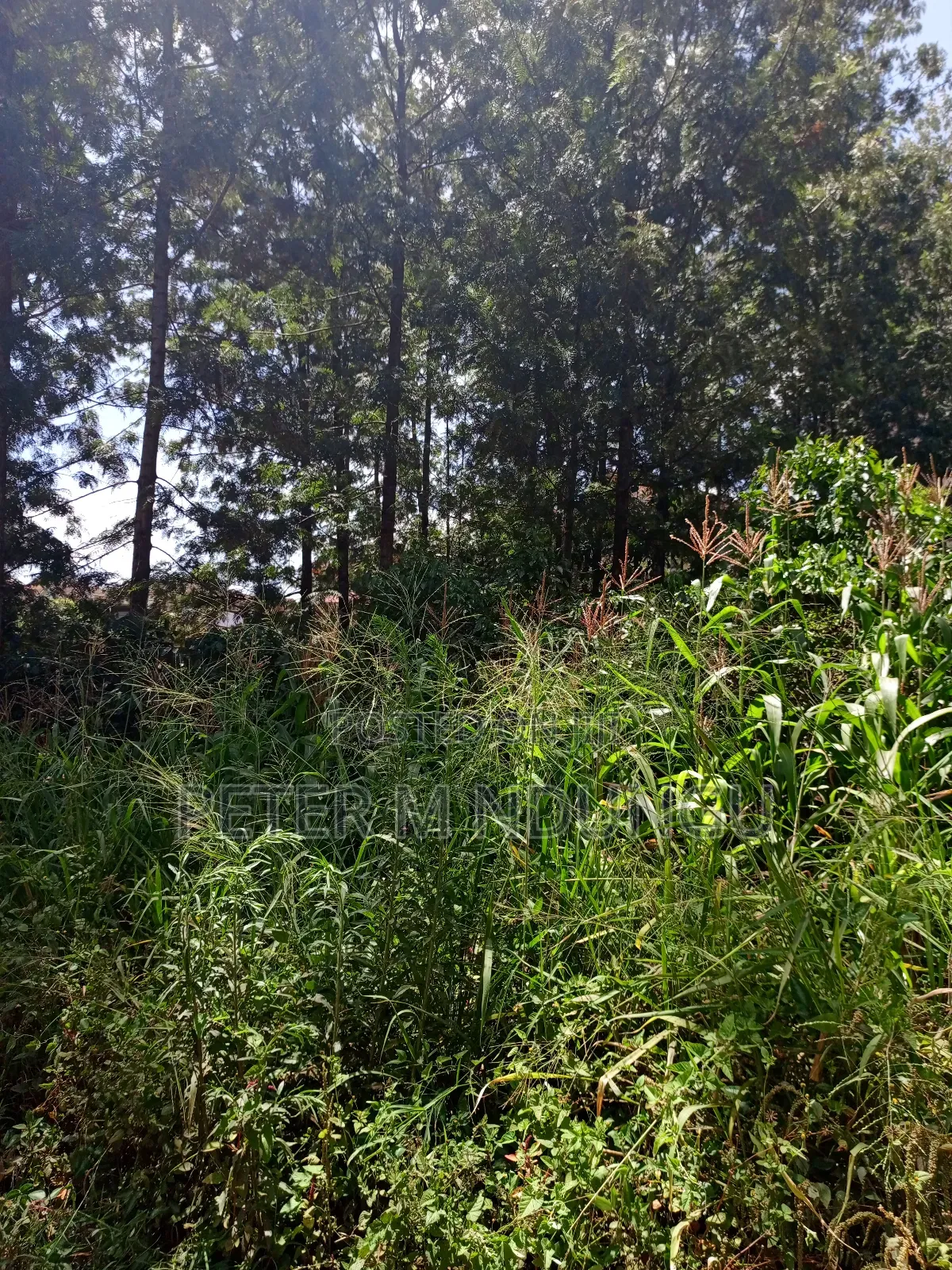 Commercial Plot on Sale, 0.0375 Acre, Thindigua in Thindigua/Kasarini