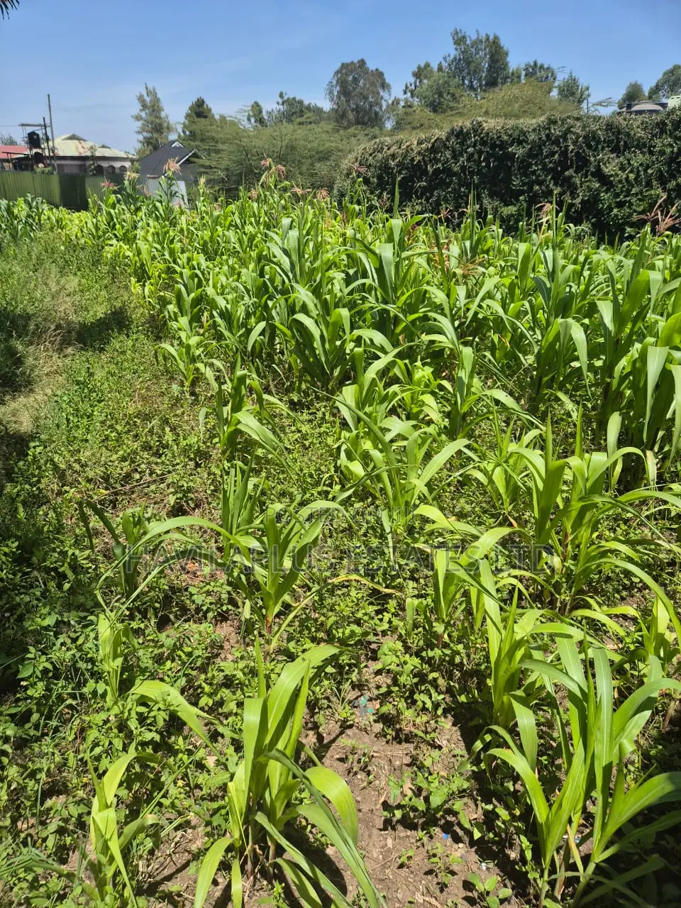 A Prime 1/8 Acre Behind Milele Mall Ngong in Ngong CBD